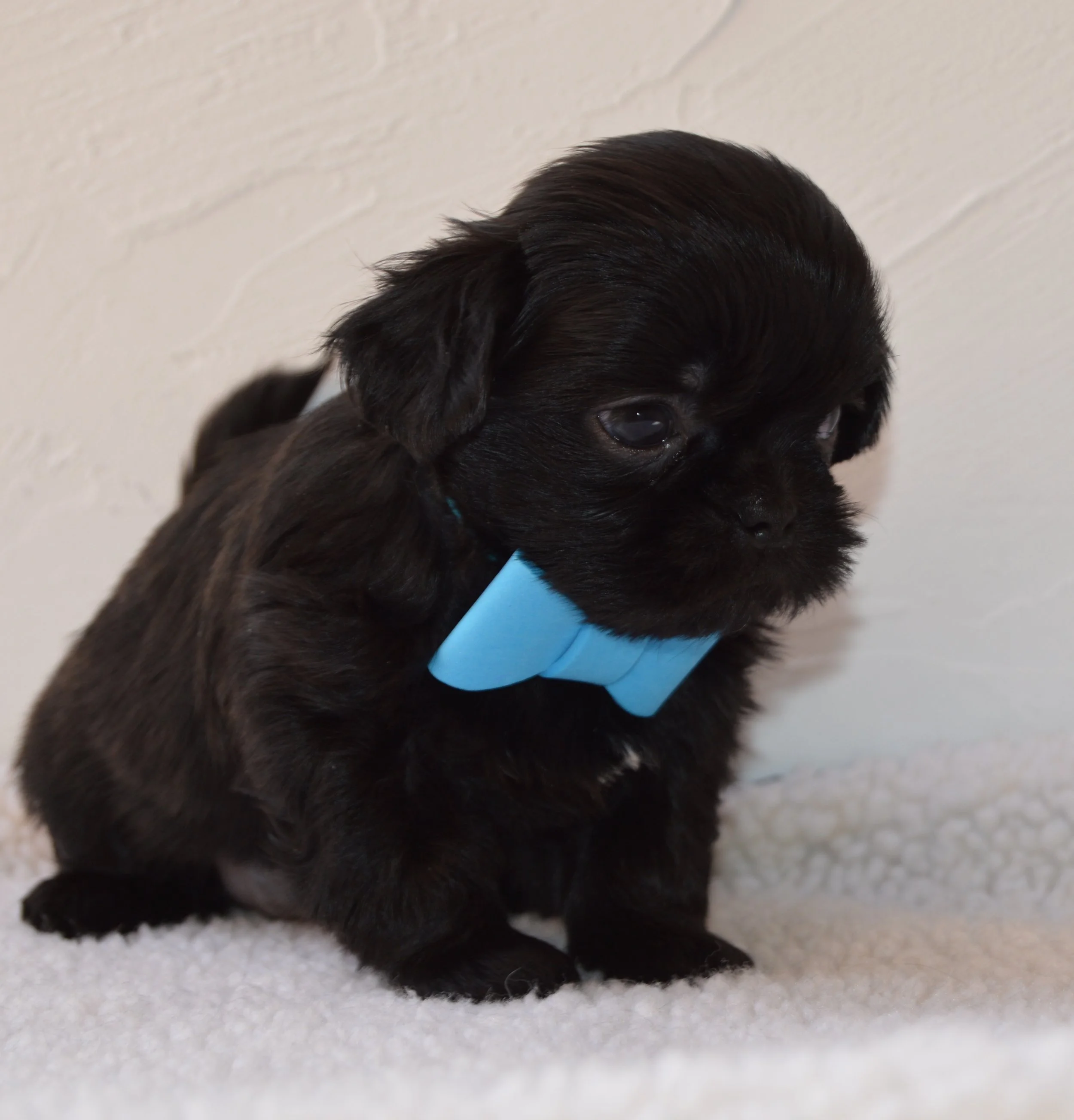 Close-up of a young black puppy with a blue collar, lying on a white surface with a white brick wall in the background.