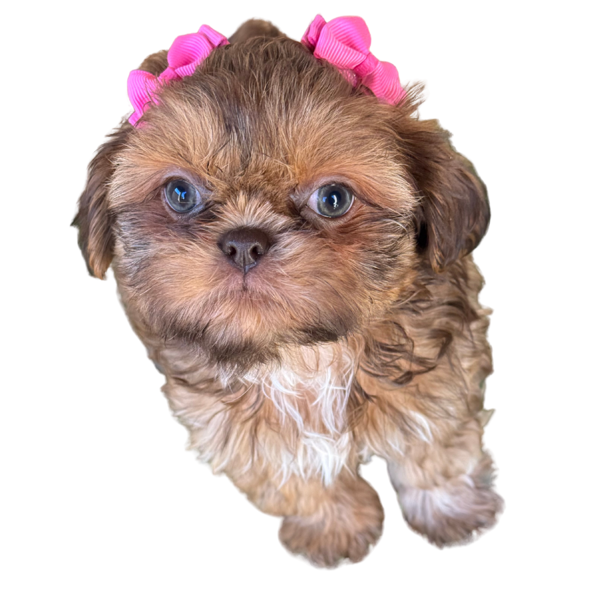 Cute puppy with brown, white, and black fur and pink hair bows on its head.