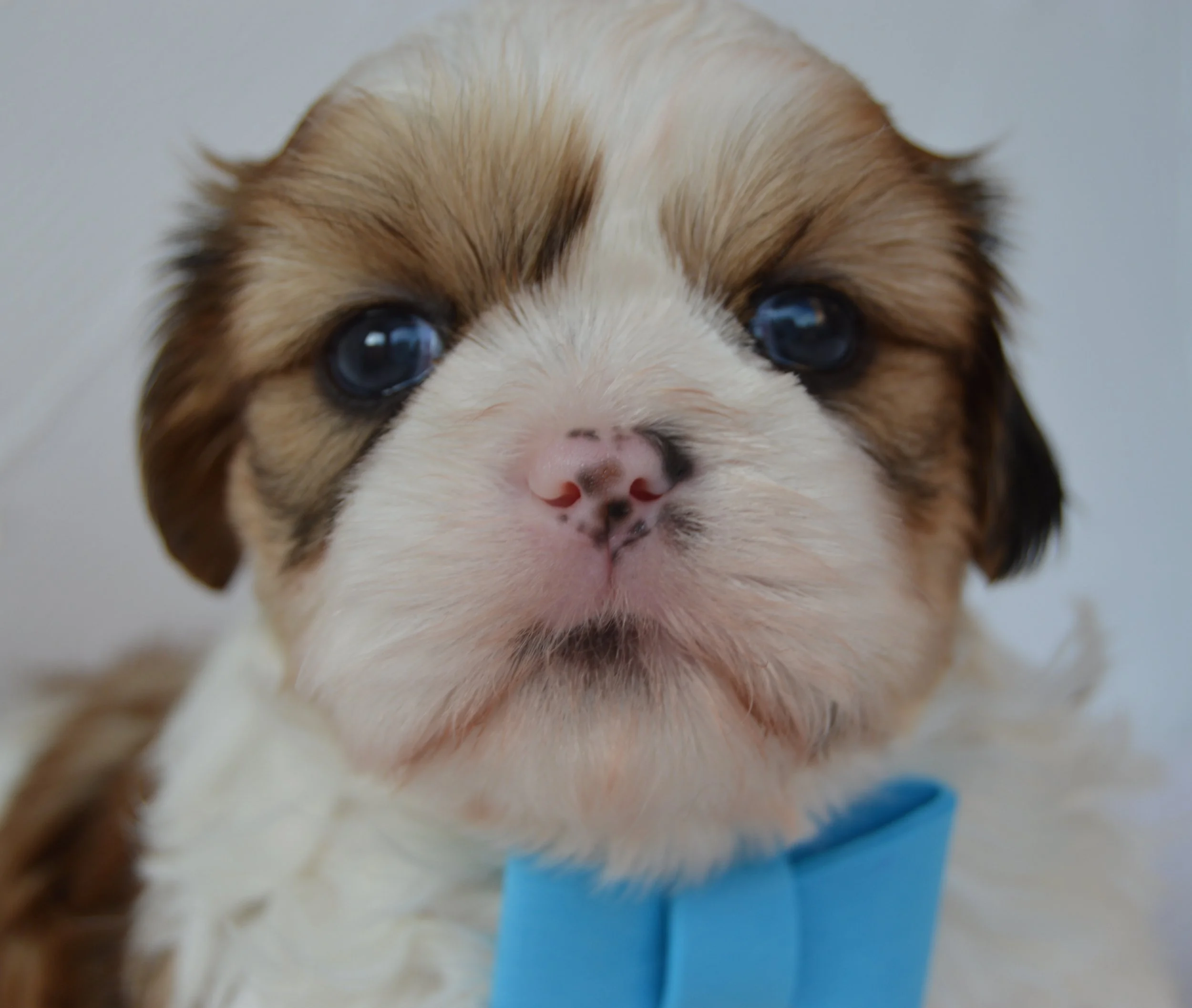 Close-up of a puppy's face showing blue eyes, brown and white fur, and a pink nose.