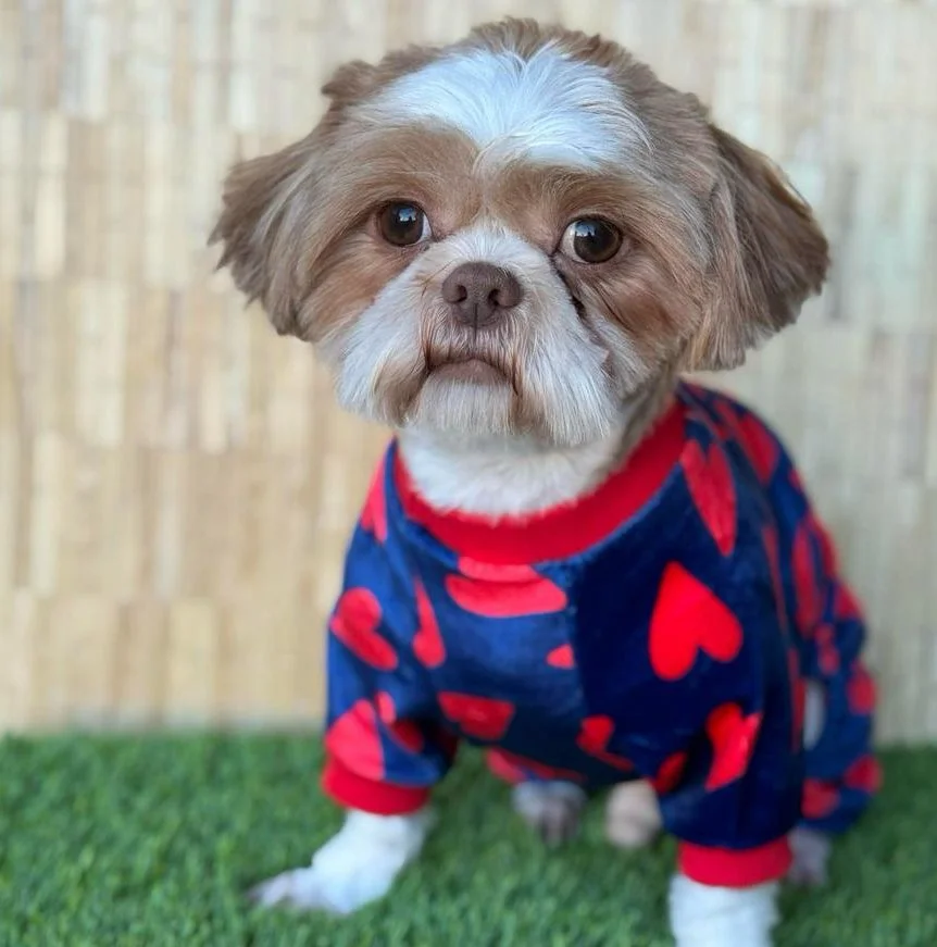 A small dog wearing a blue sweater with red hearts, standing on green grass against a wooden background.