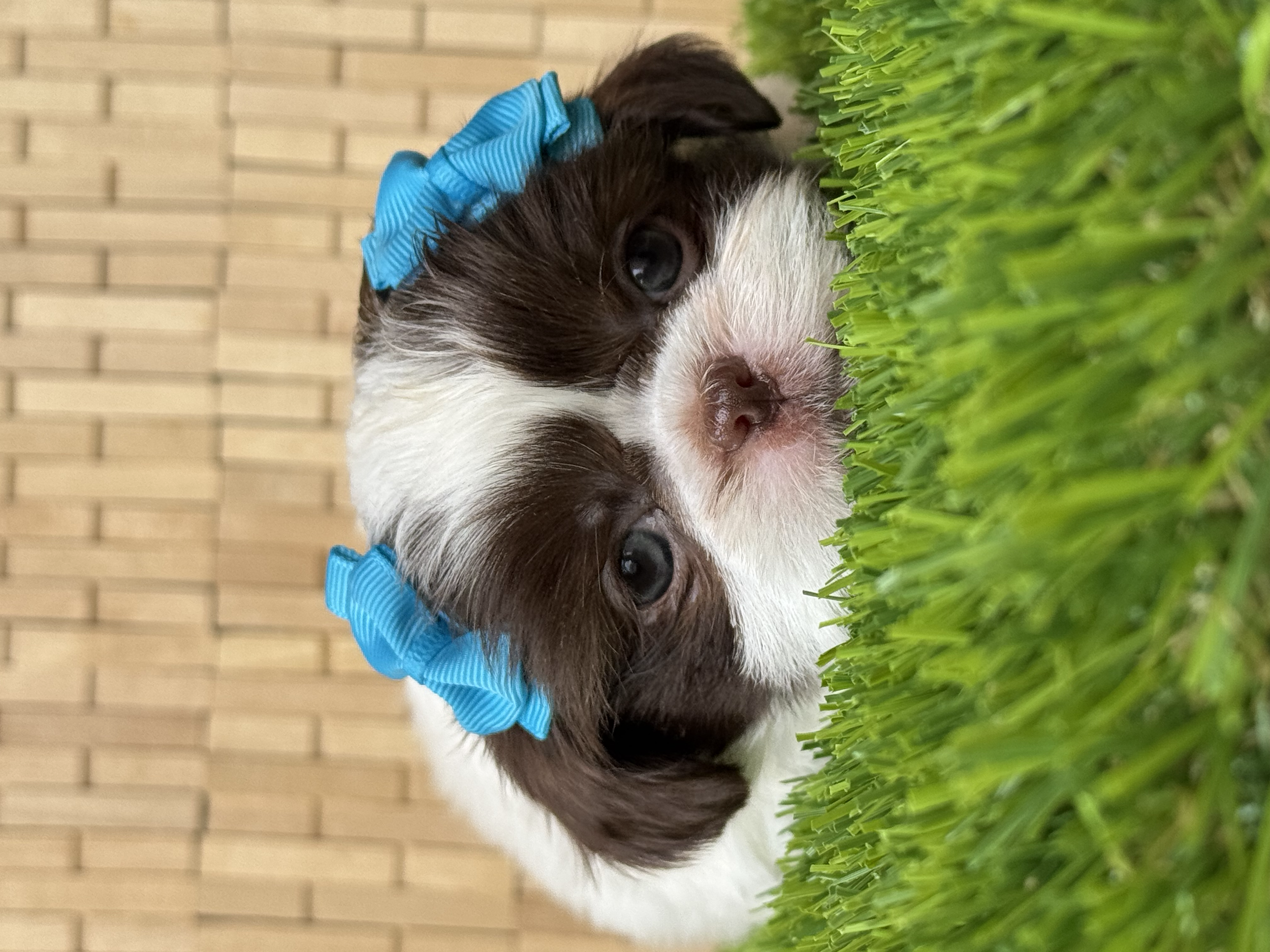 A close-up of a brown and white puppy wearing a blue bow, lying on green grass in front of a brick wall.