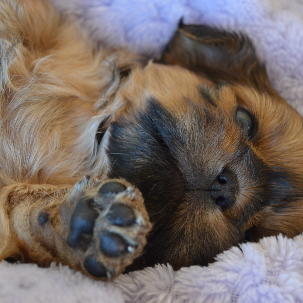 Two puppies cuddling and lying close together on a soft blanket.