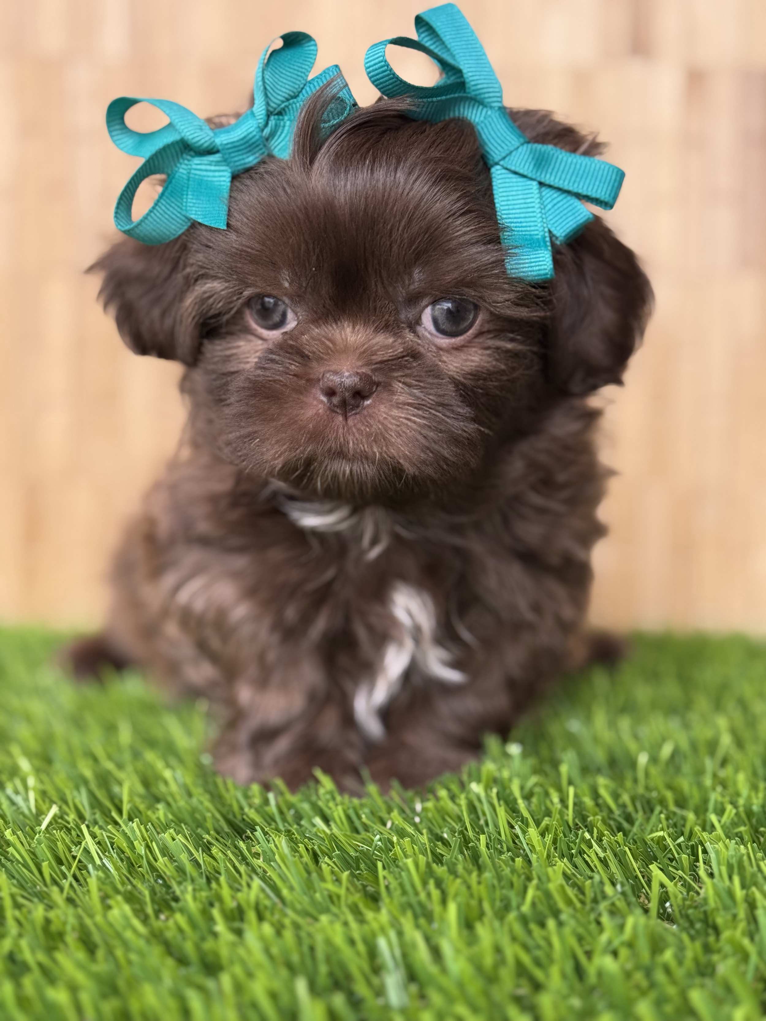A small brown puppy with blue eyes sitting on green grass with a blurred wooden background, wearing two teal ribbons on its head.