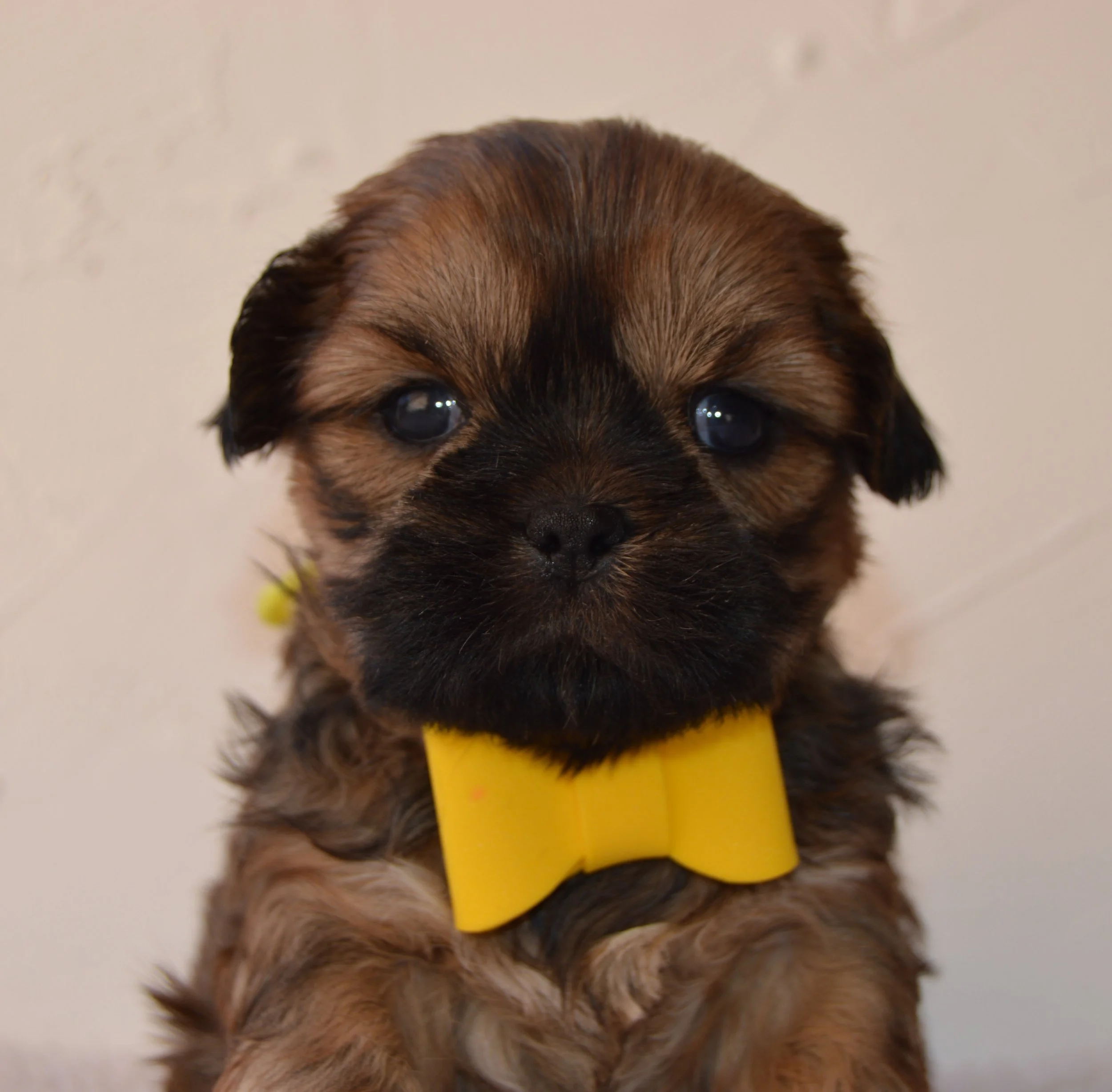 Close-up of a puppy with brown and black fur wearing a yellow collar.
