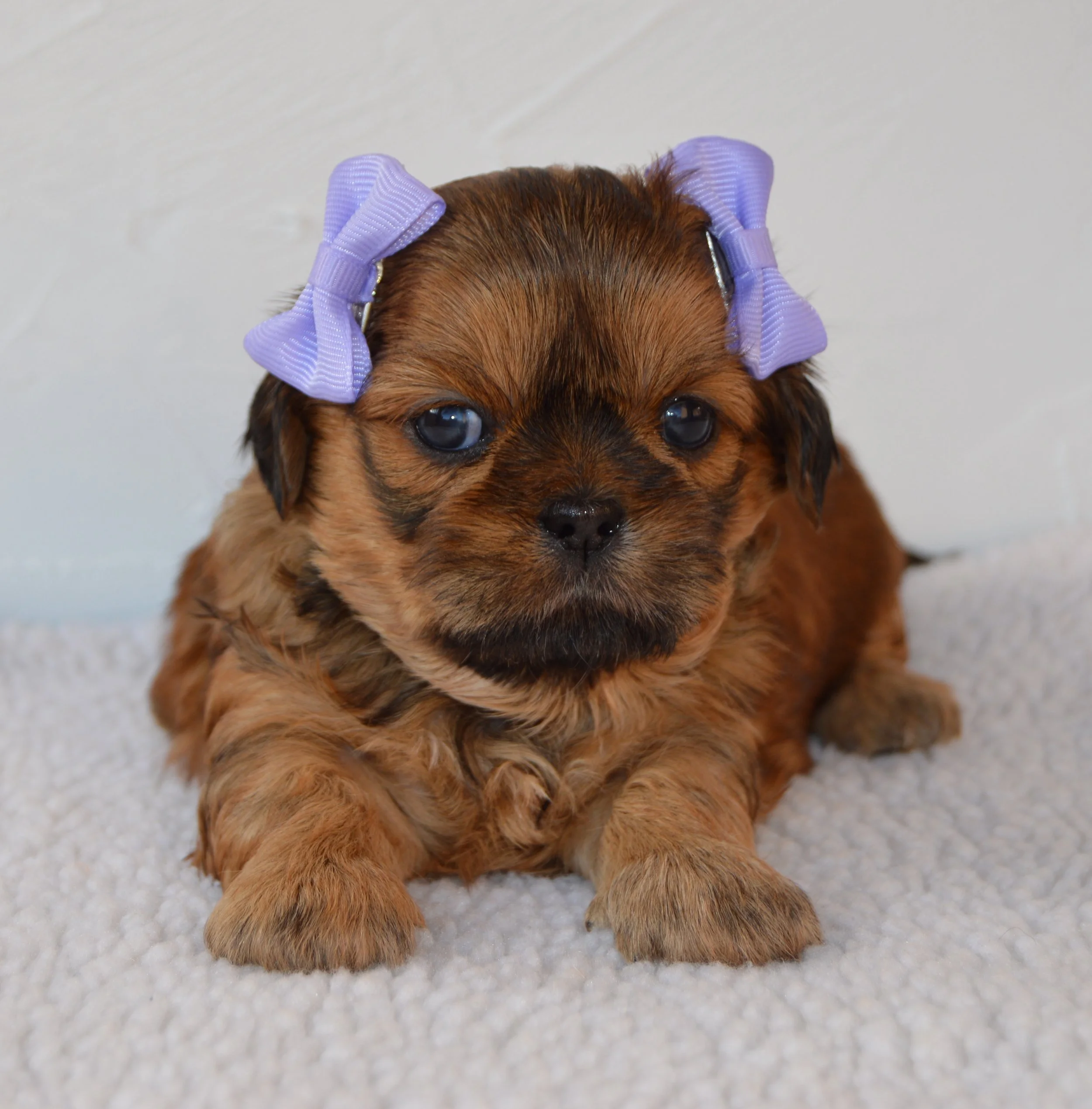Close-up photo of a puppy with brown and black fur, blue eyes, two purple hair rollers on its head, lying on a light-colored textured surface.