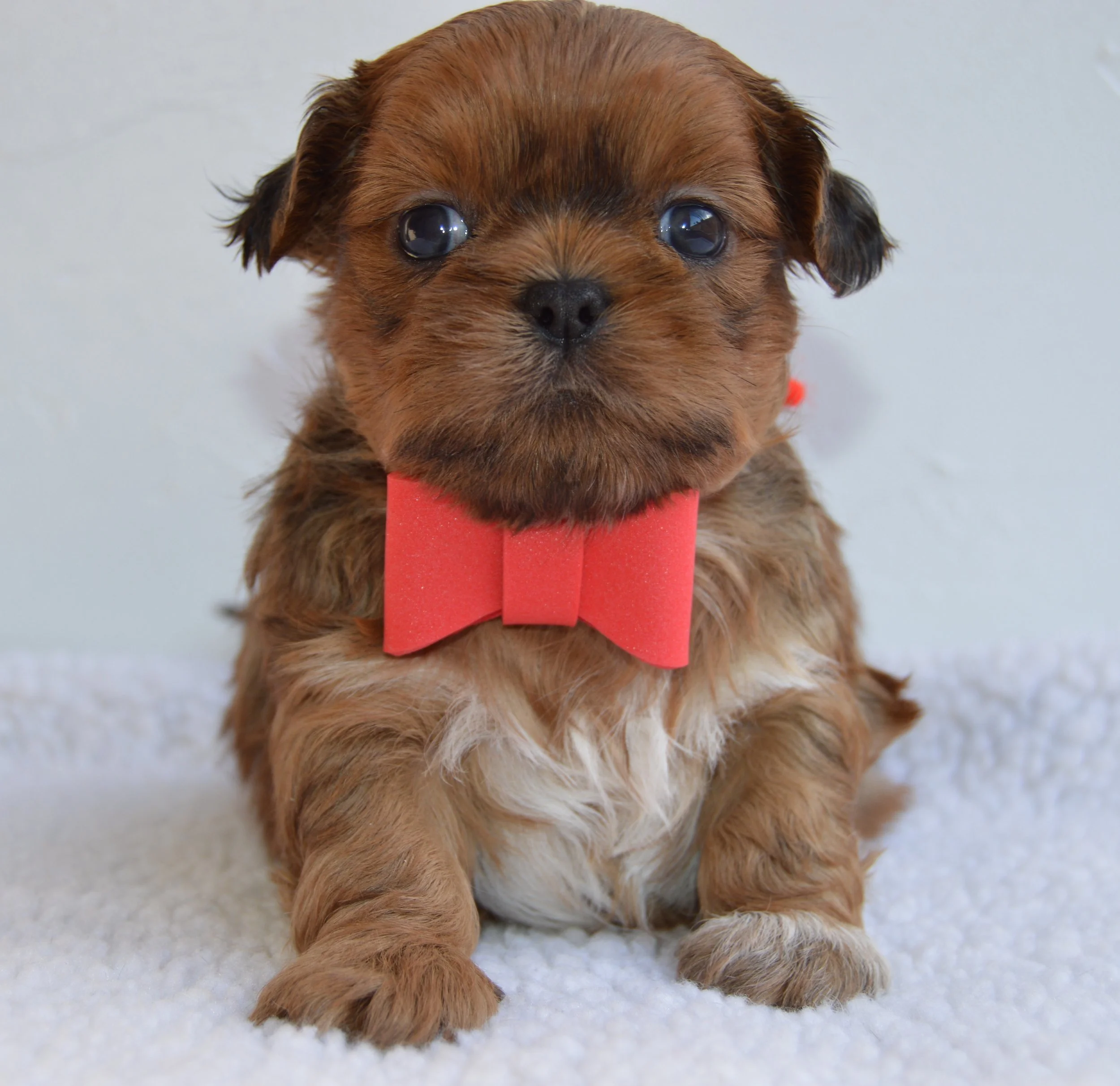 Close-up of a cute brown puppy with big eyes wearing a red bow tie, sitting on a white surface.