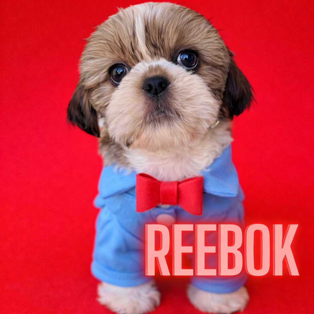 An adorable puppy wearing a blue hoodie and red bow tie against a red background with the word "REEBOK" written in large white letters.