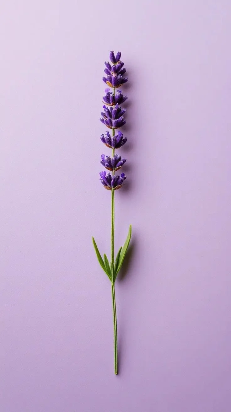 A single sprig of lavender with purple flowers and green leaves on a light purple background.
