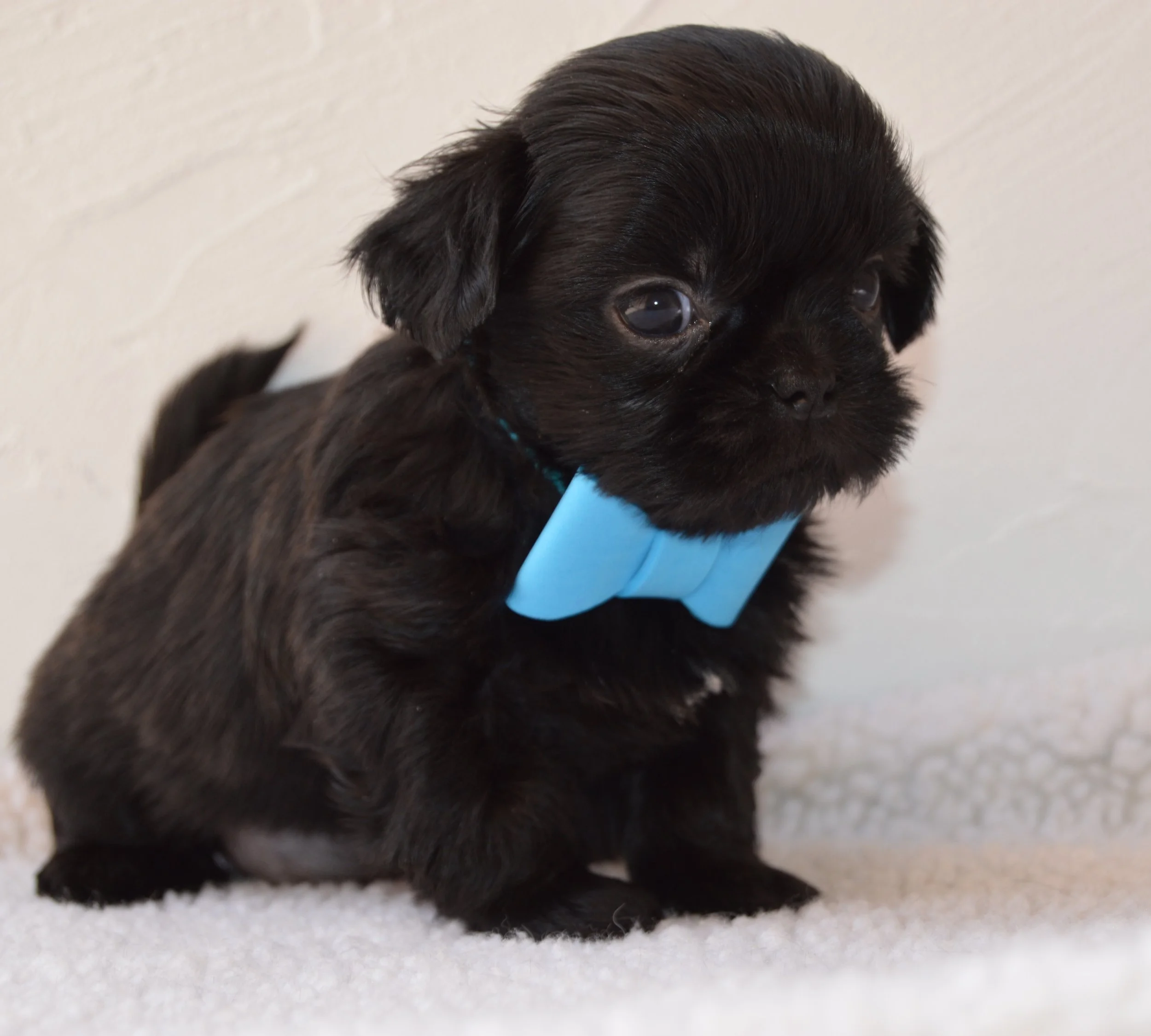 A close-up of a small black puppy with shiny fur, looking at the camera, against a plain light-colored background.