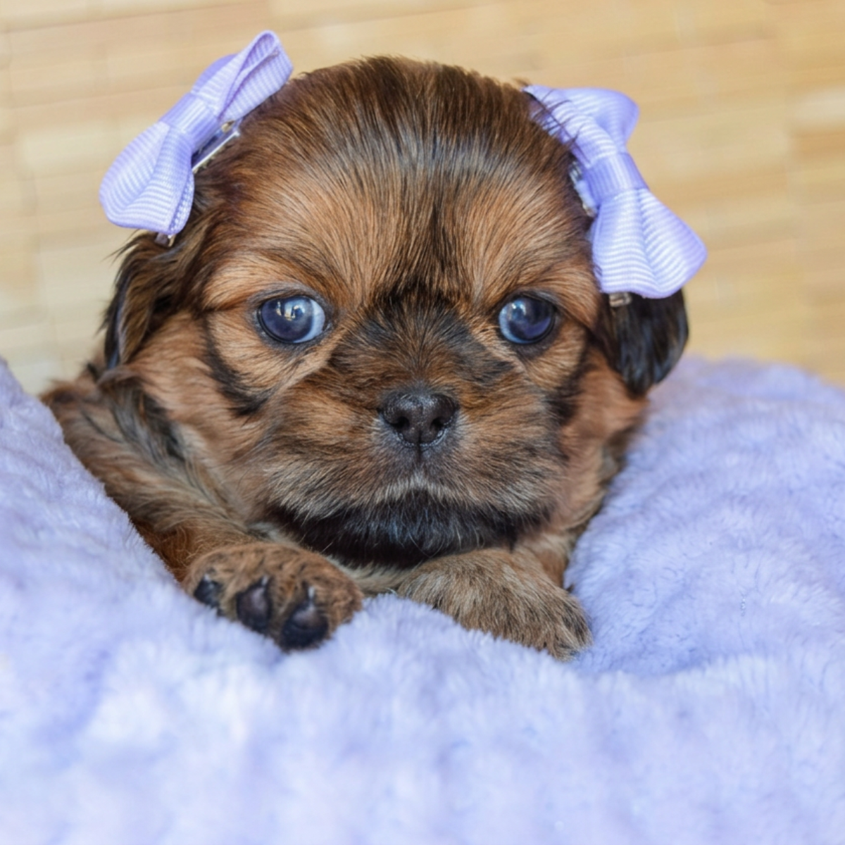 Close-up of a cute brown puppy with blue eyes, lying on a purple blanket, wearing purple bows on its ears.