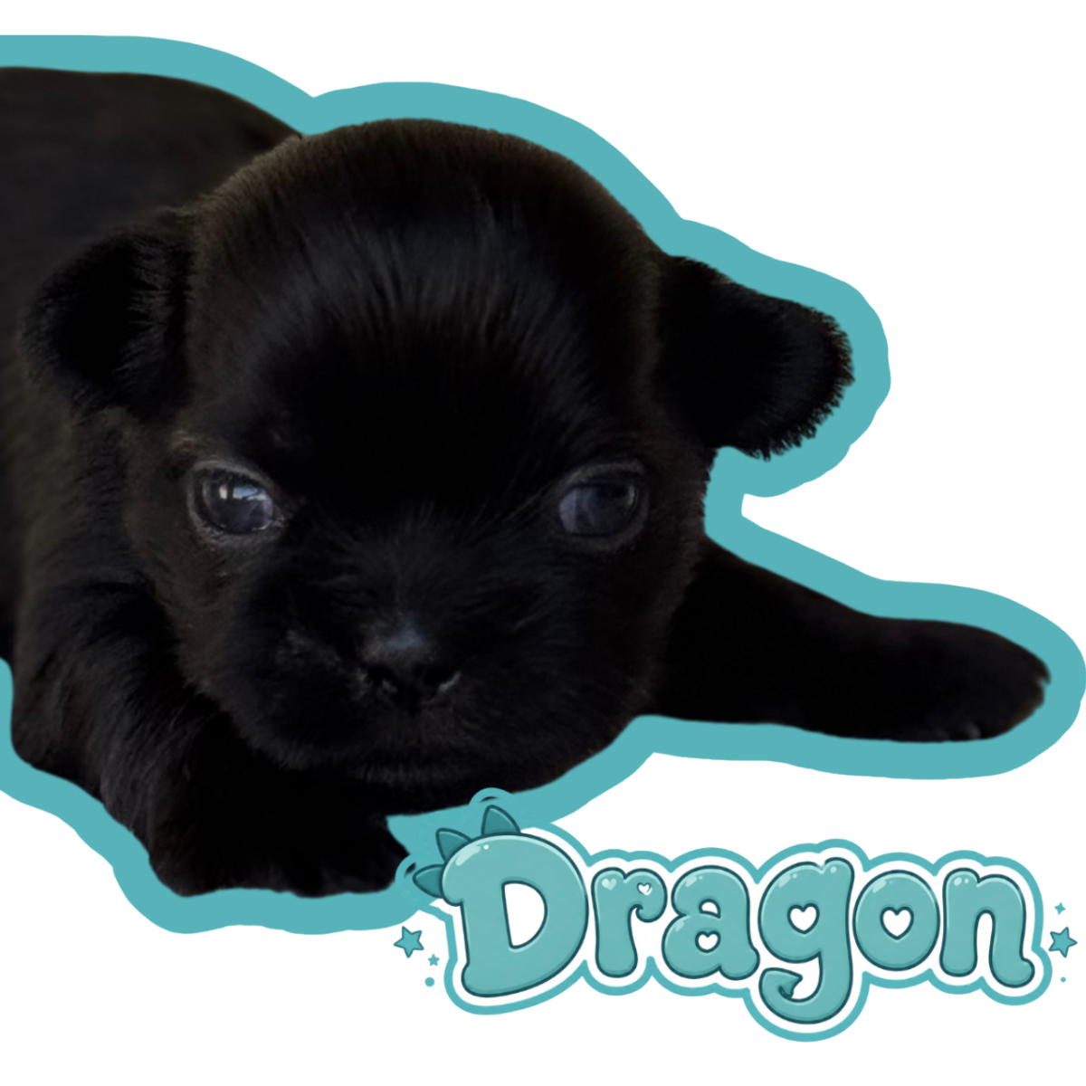 A black puppy lying down with a blue outline and the word "Dragon" written underneath in blue with decorative stars and hearts.