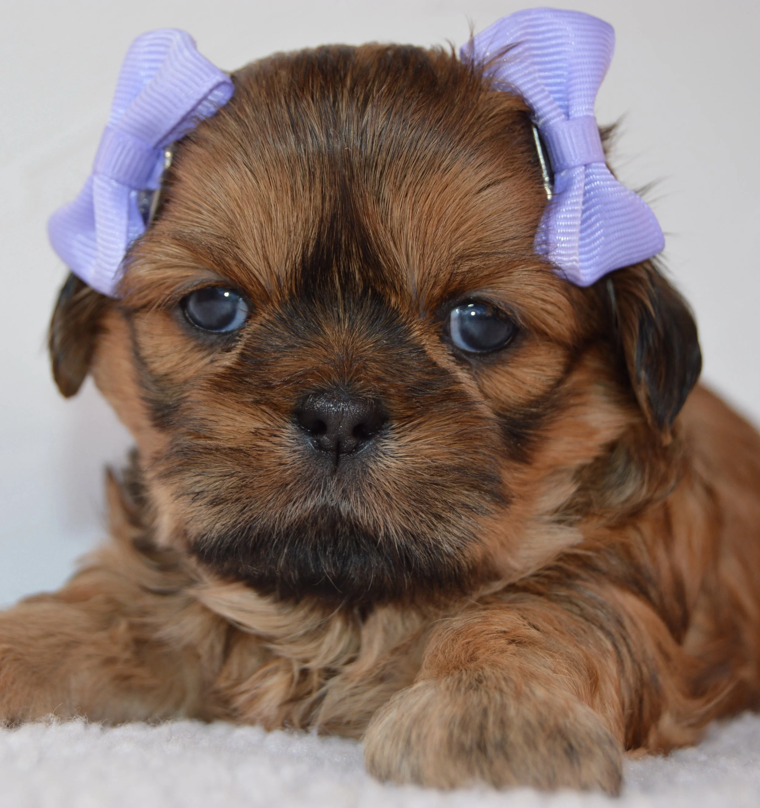 Close-up of a small brown puppy with a purple bow on its head, lying on a soft white surface.