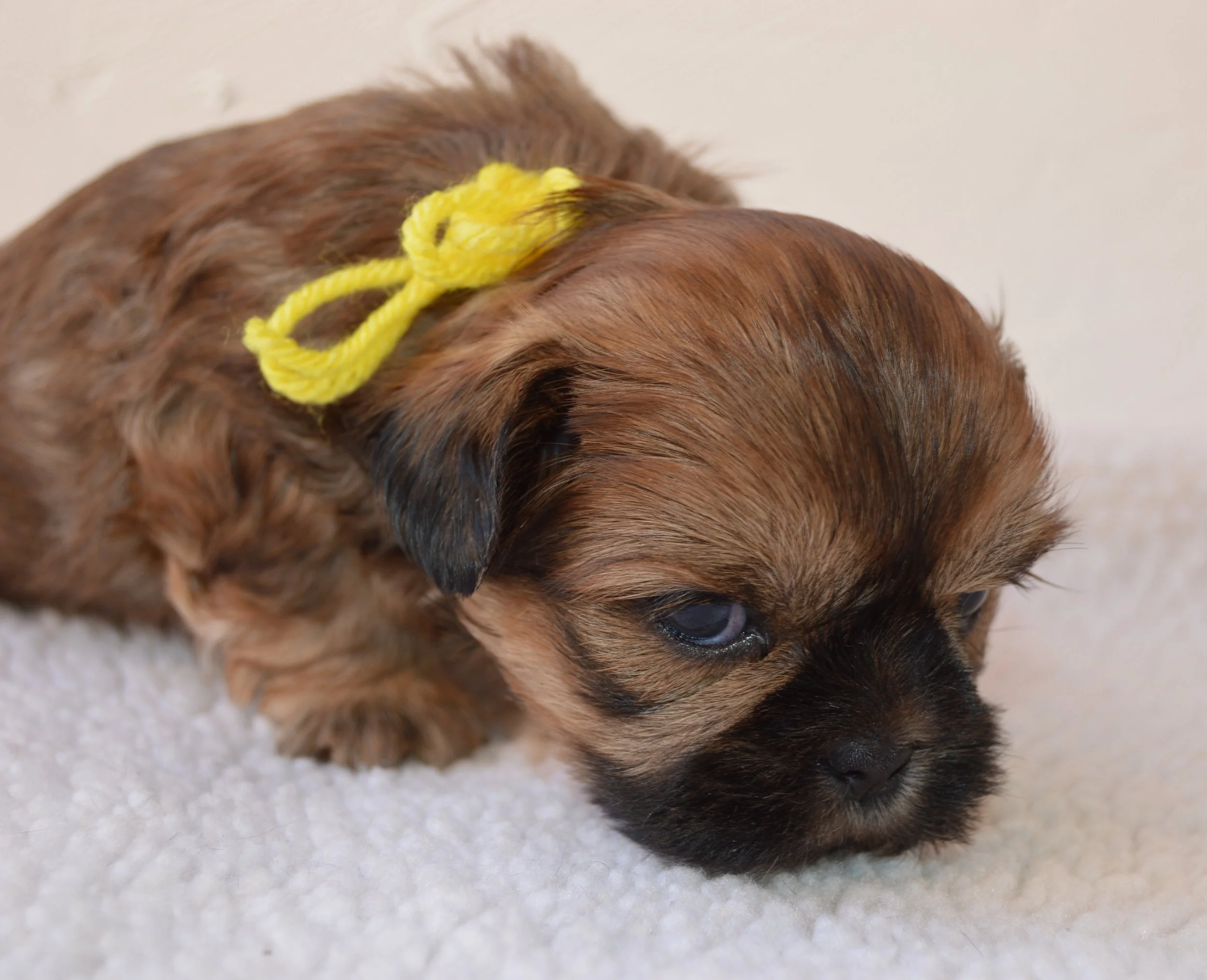 Close-up of a brown puppy with a yellow bow on its head, lying on a white carpet.