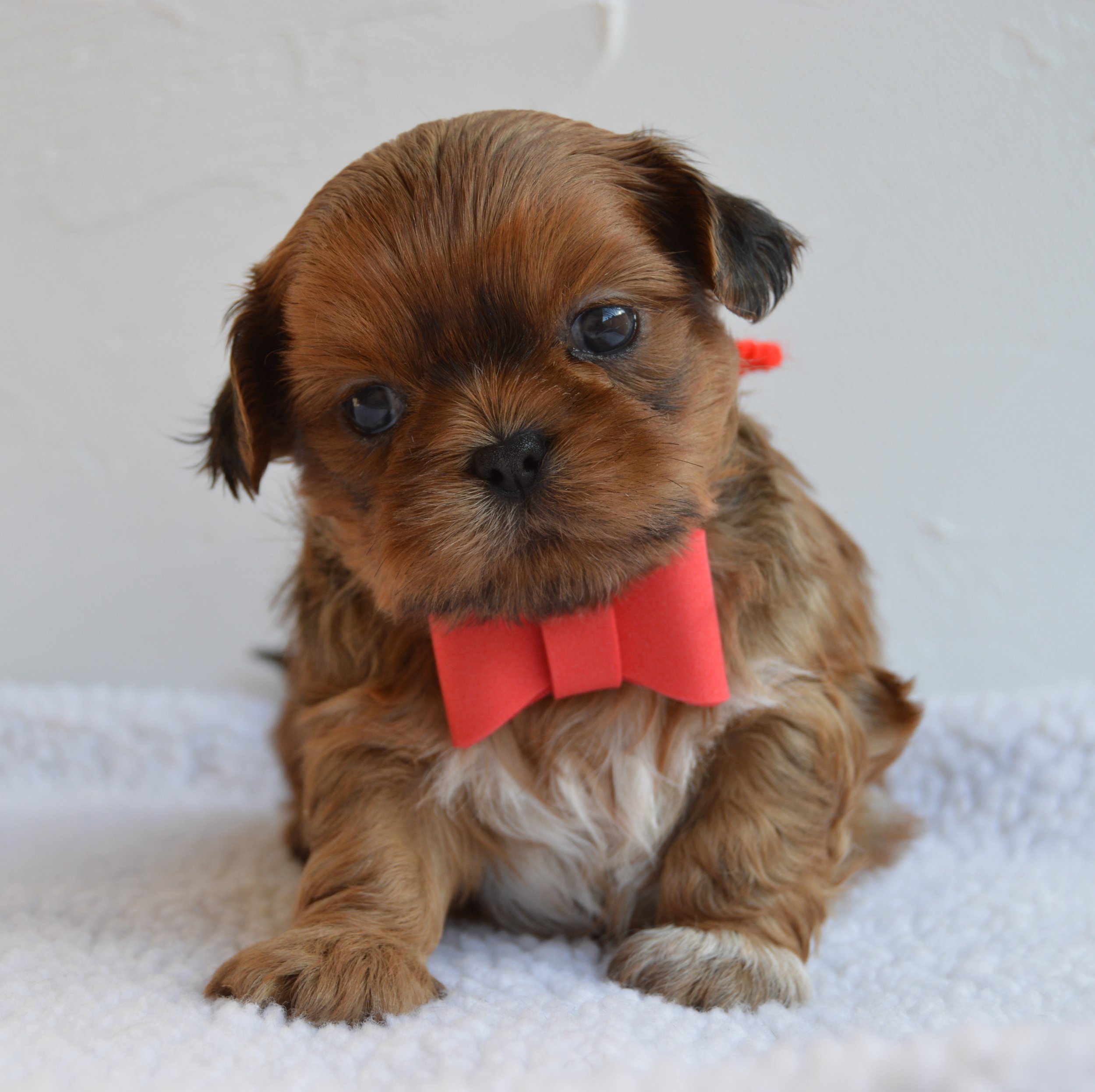 Close-up of a small brown puppy with black eyes and fur, wearing a red collar, sitting on a white surface with a plain white background.