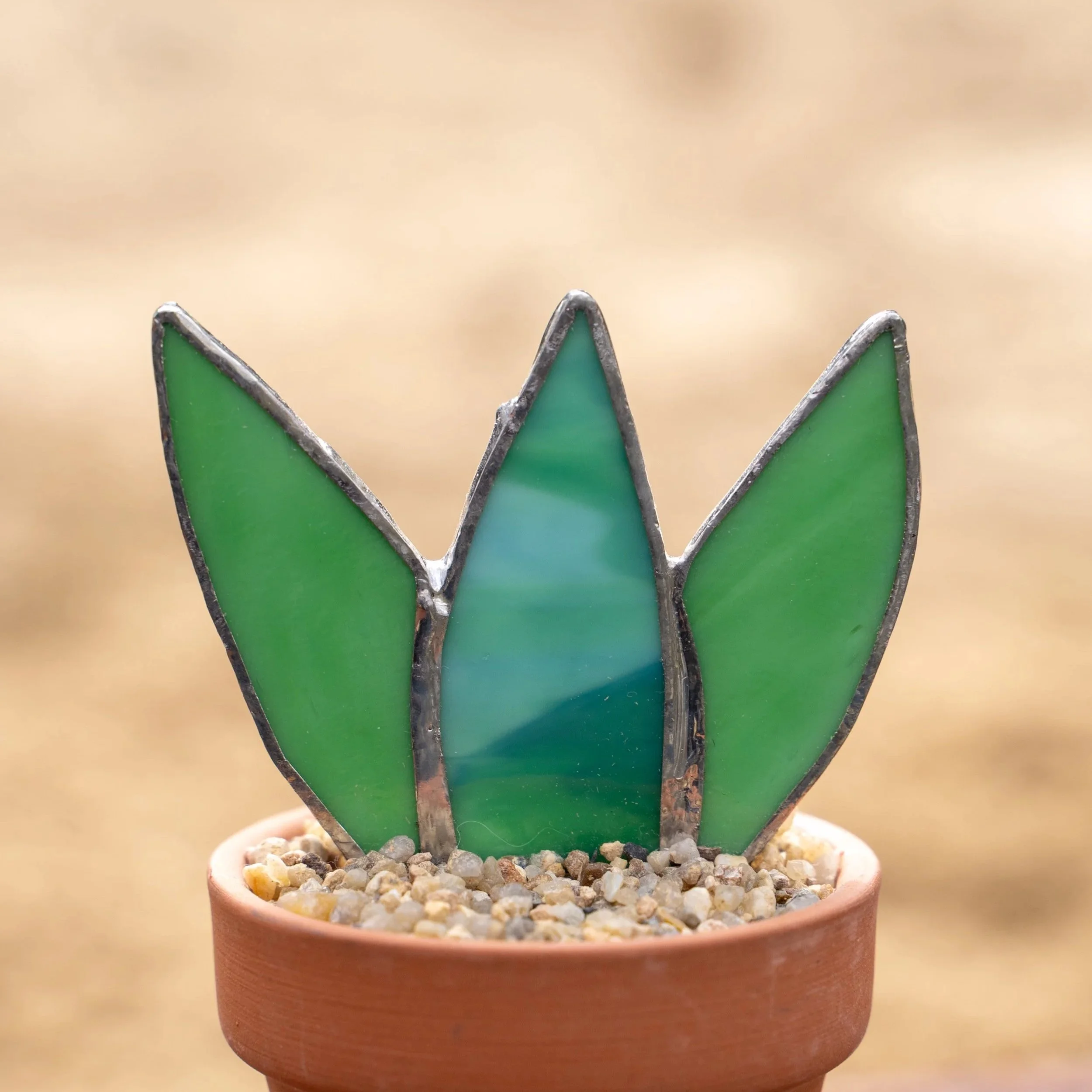 Agave Cactus
