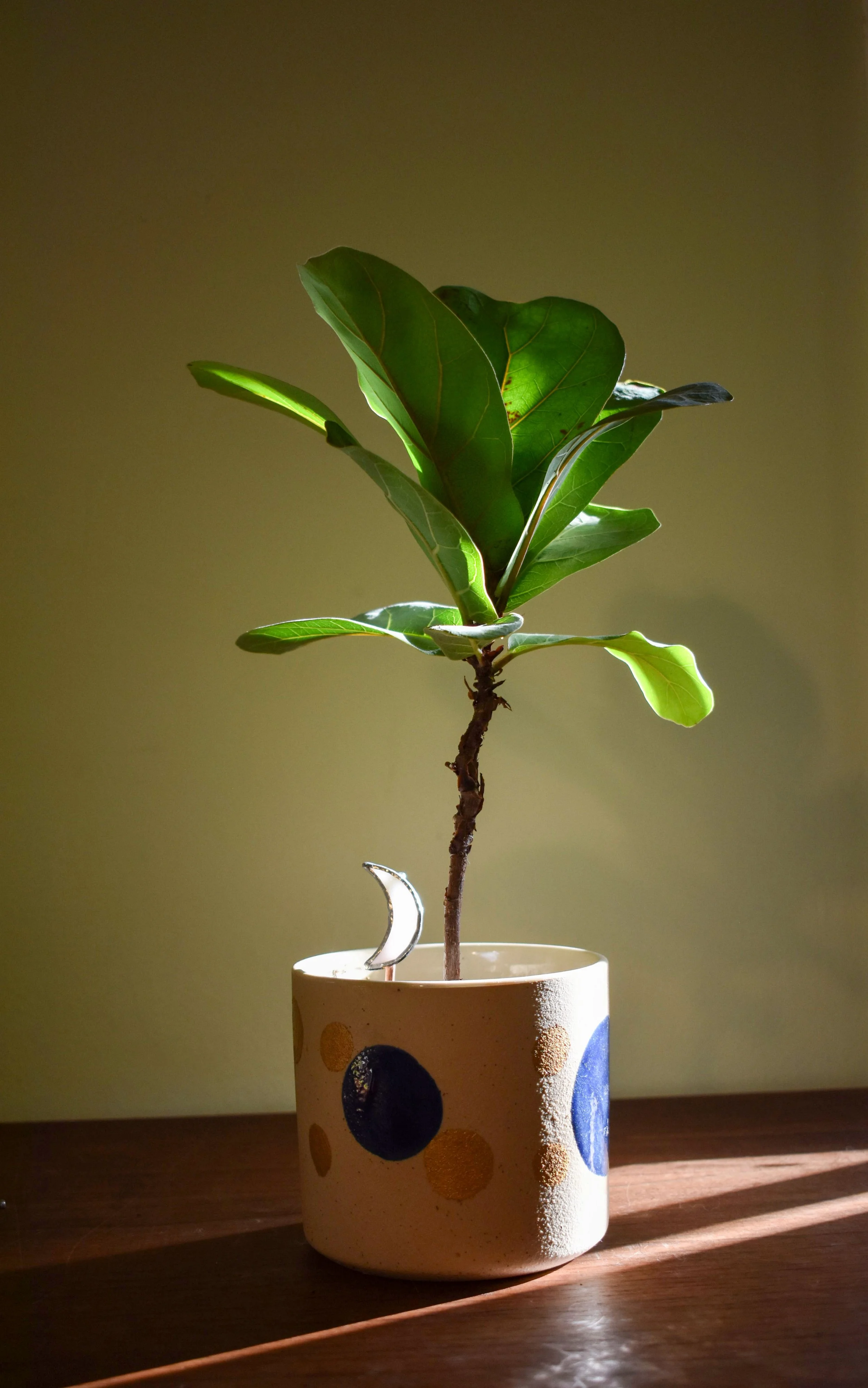 Crescent Moon Plant Buddy