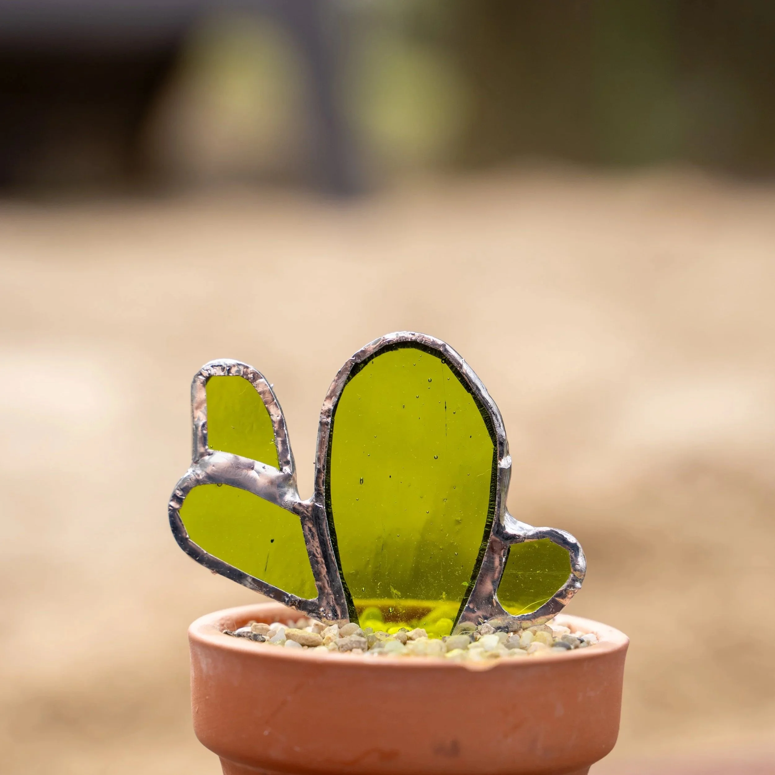Angel Wing Cactus