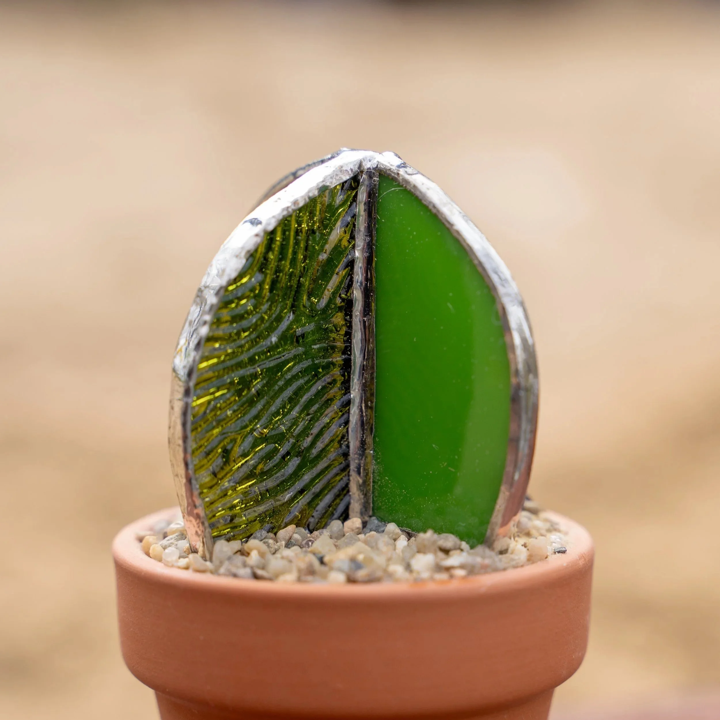 Barrel Cactus