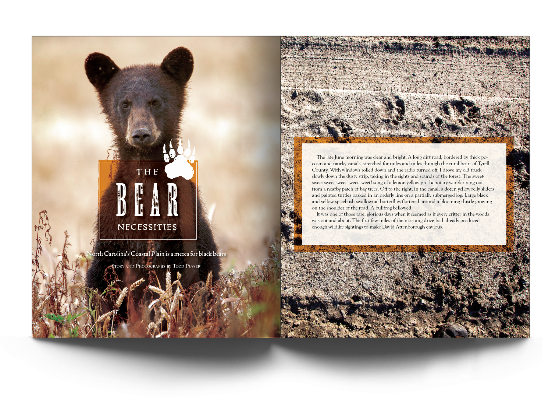 Bears.png