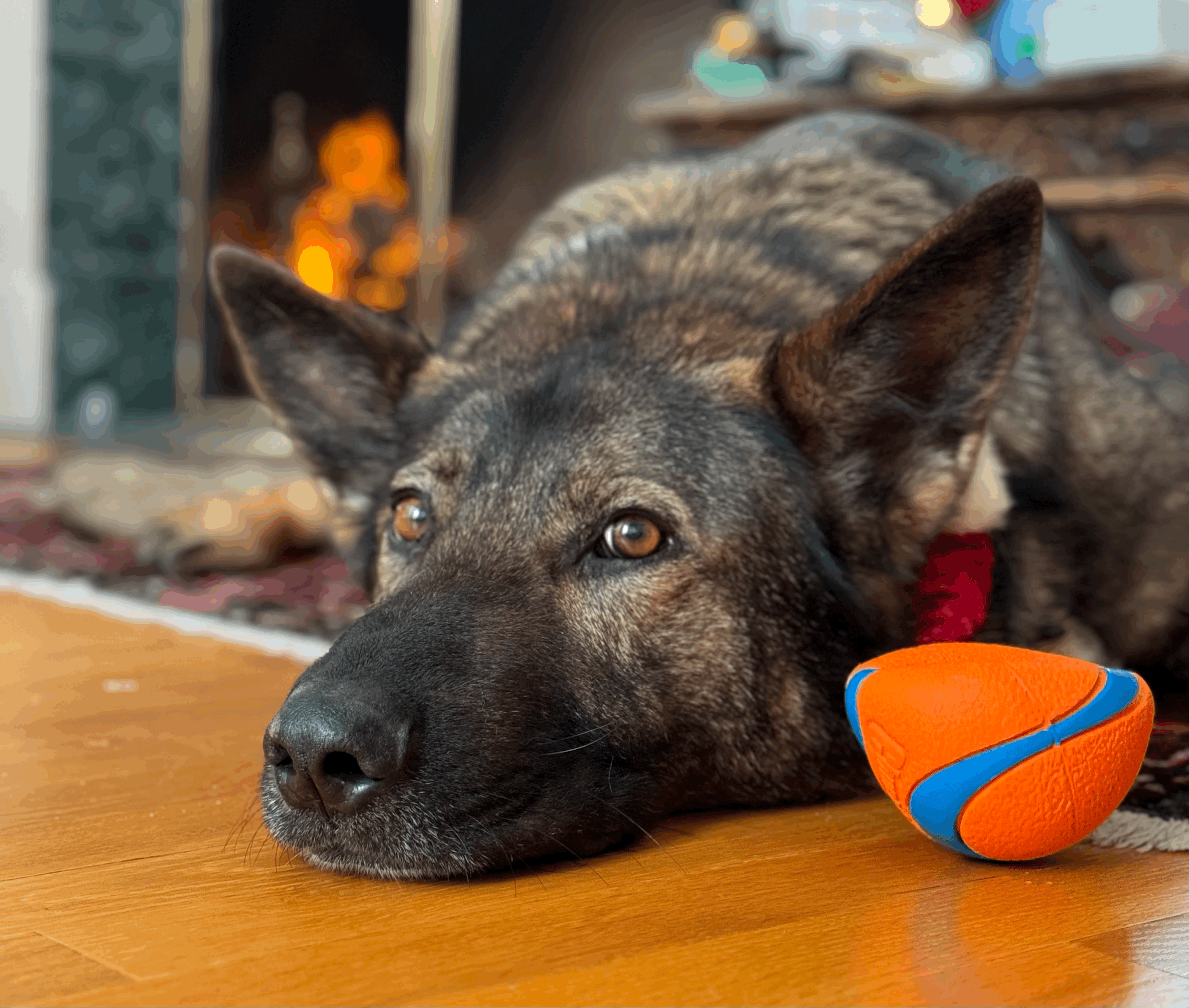 Episode 1: Intro to Pets &amp; Politics 