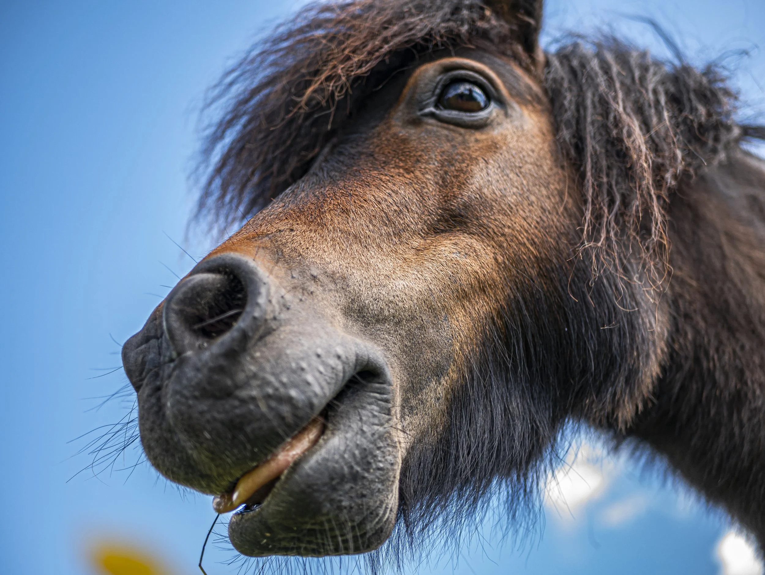 Episode 3: New Brunswick’s Veterinary Care Shake-Up