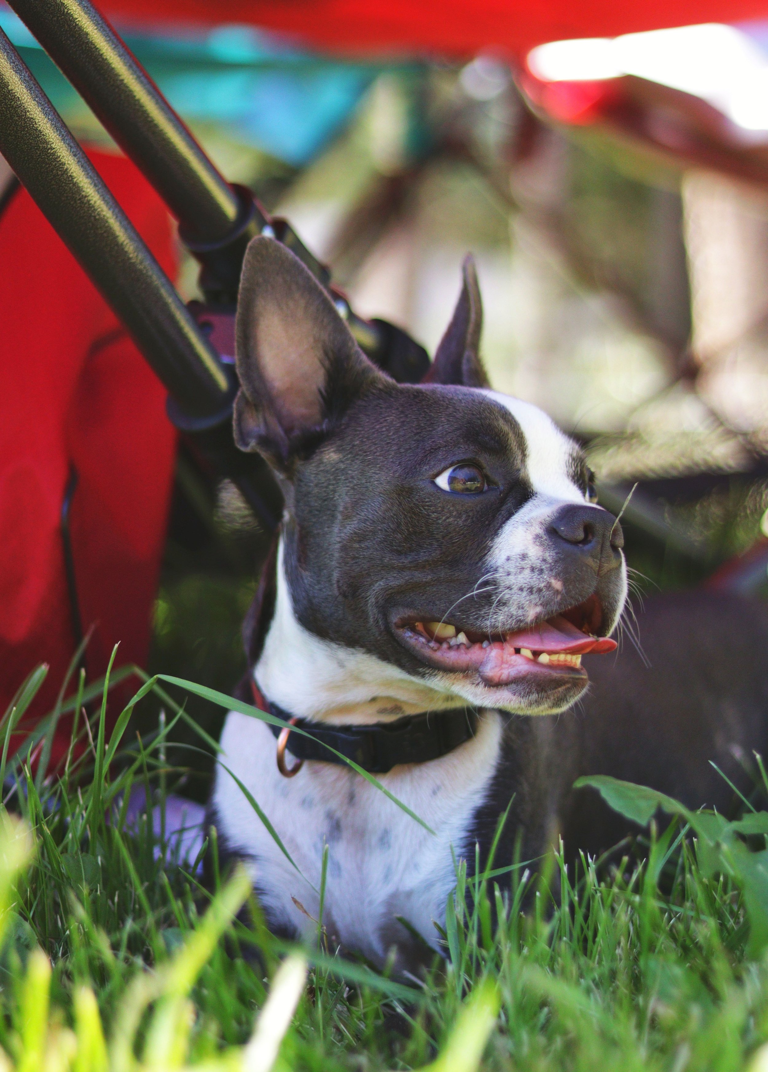 Episode 4: The Politics of Pet Ownership in British Columbia