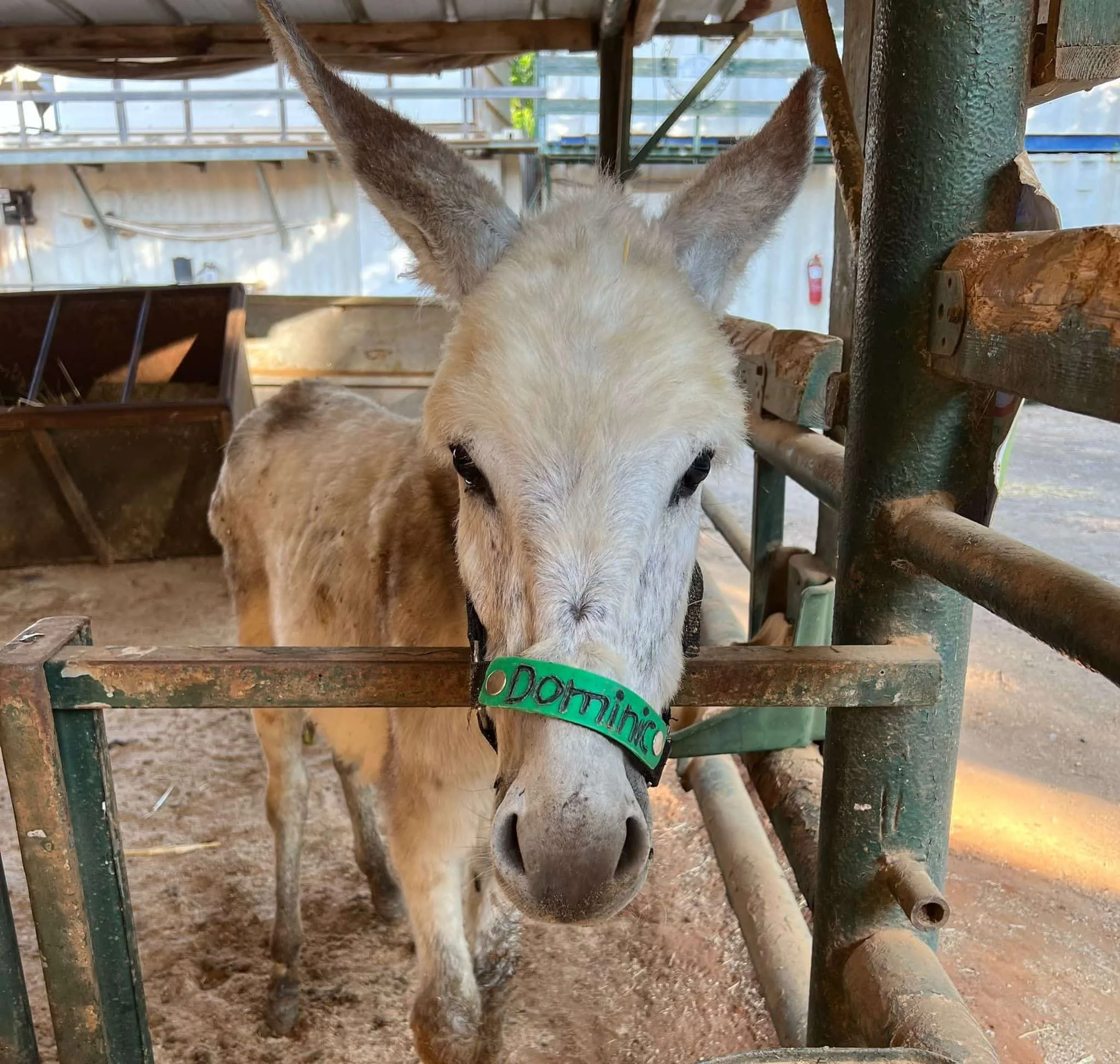 Episode 5: The Hidden Plight of Working Donkeys 