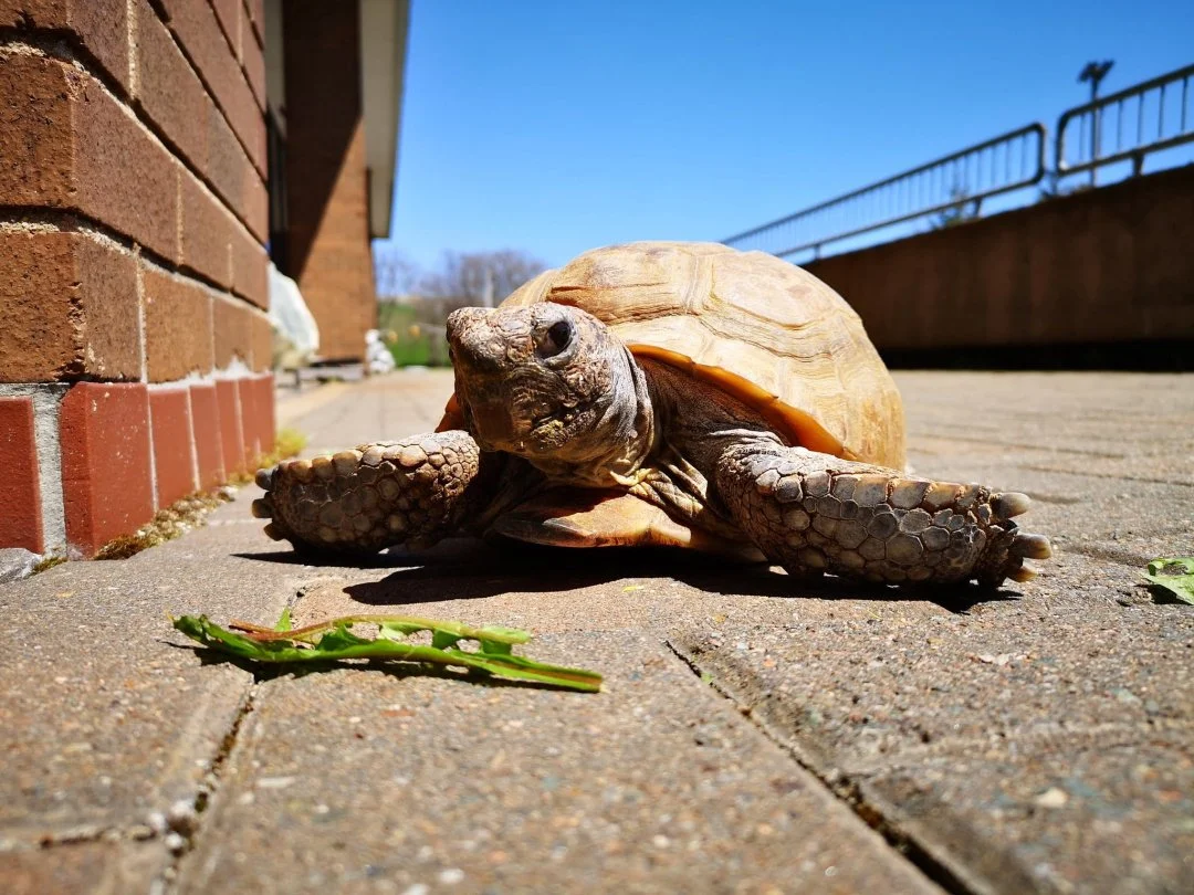 Episode 6: The Tortoise Who Stole the Spotlight