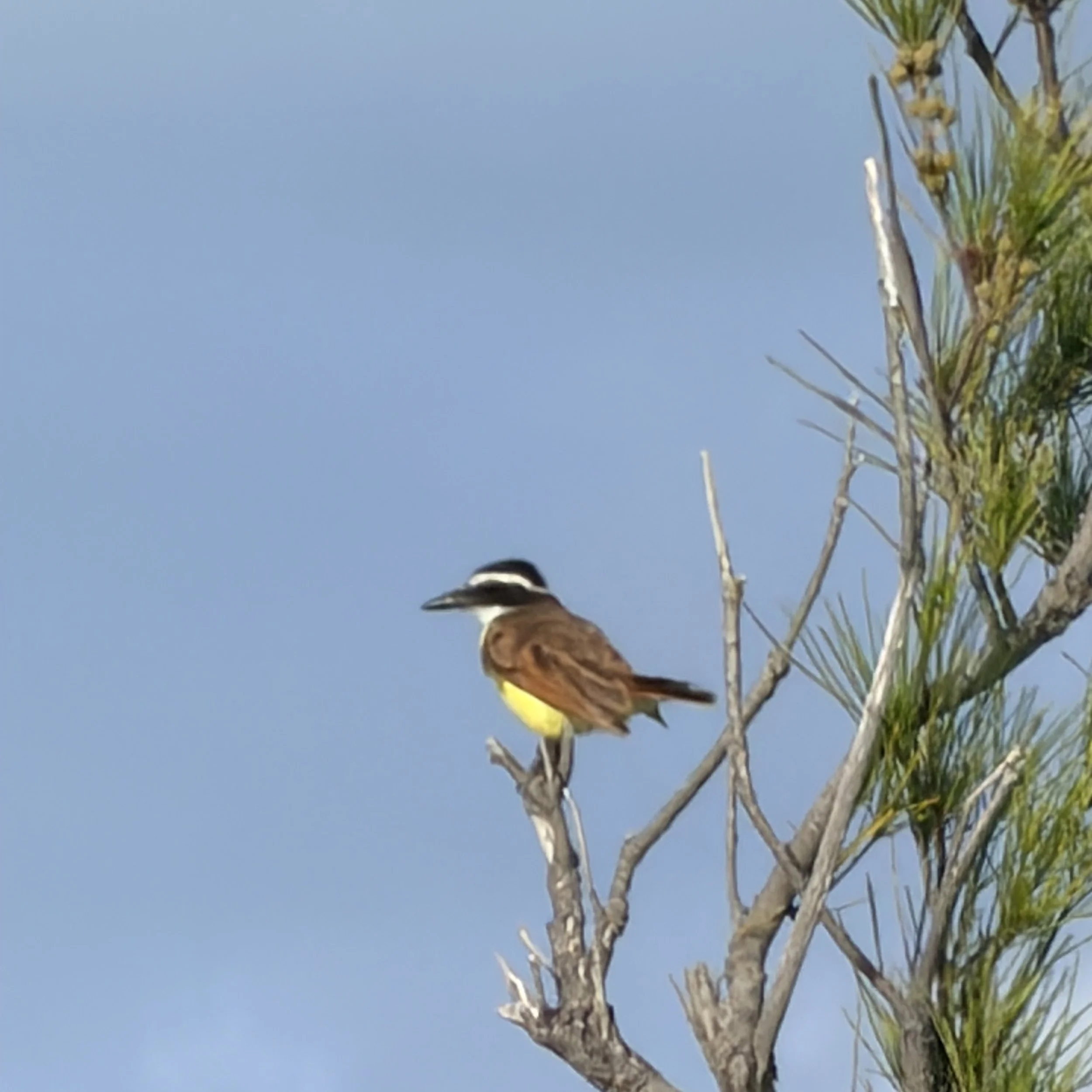 A bird with a yellow belly and brown wings perched on a tree branch against a clear blue sky.