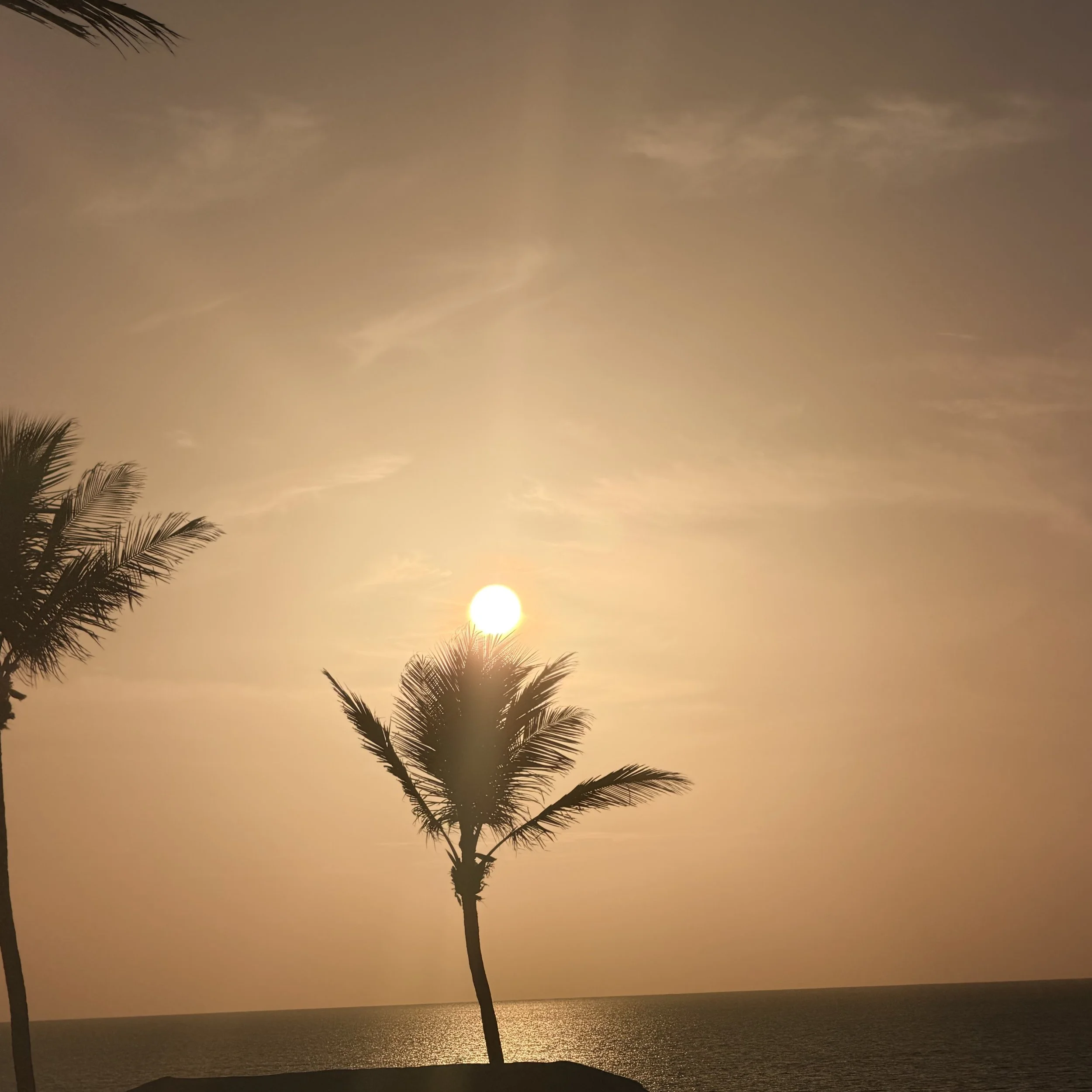 Silhouetted palm trees against a sunset or sunrise over the ocean.