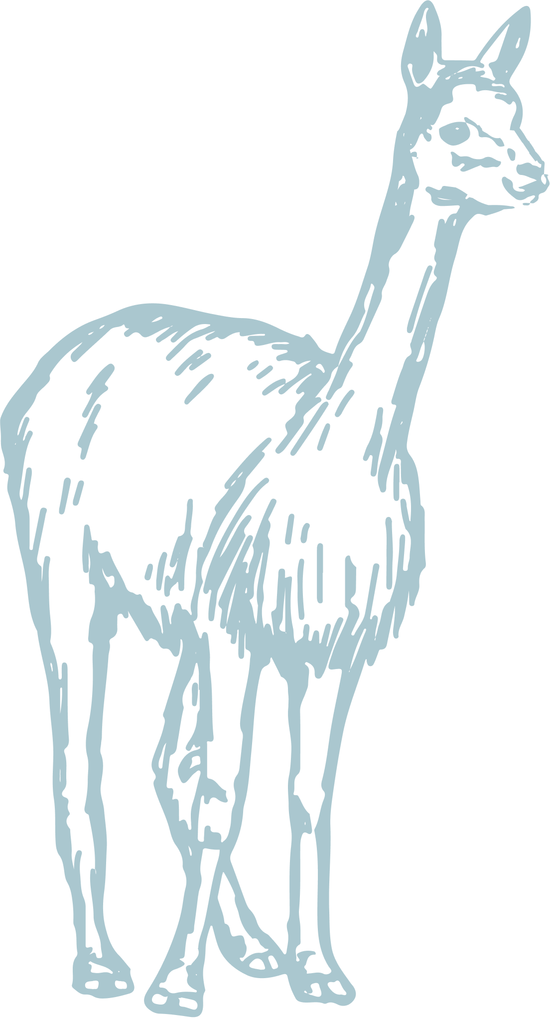Line drawing of a vicuna.