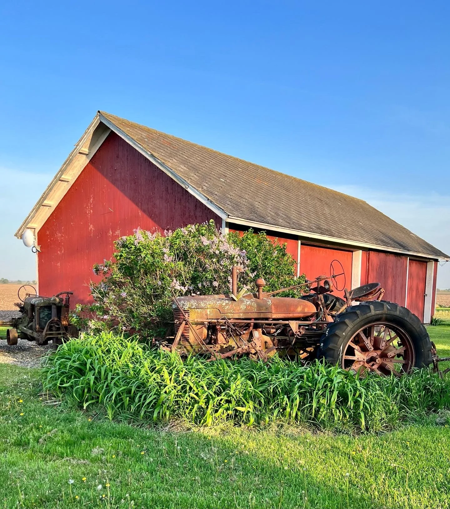 An old rusted tractor broken down in front of a red barn with white trim, surrounded by green grass and plants, under a clear blue sky.