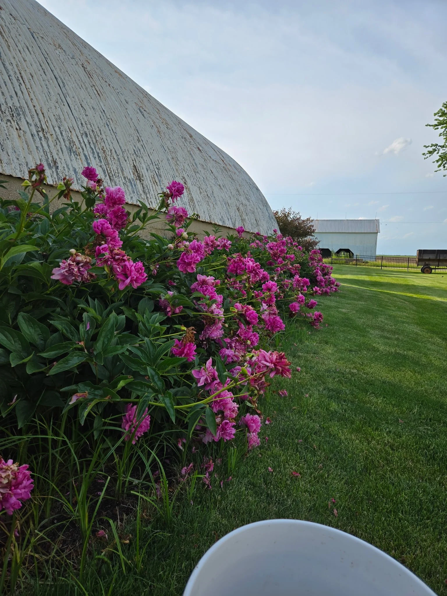 View of a lawn with pink flowers and two barns in the background under a partly cloudy sky, with the edge of a white object in the bottom foreground.