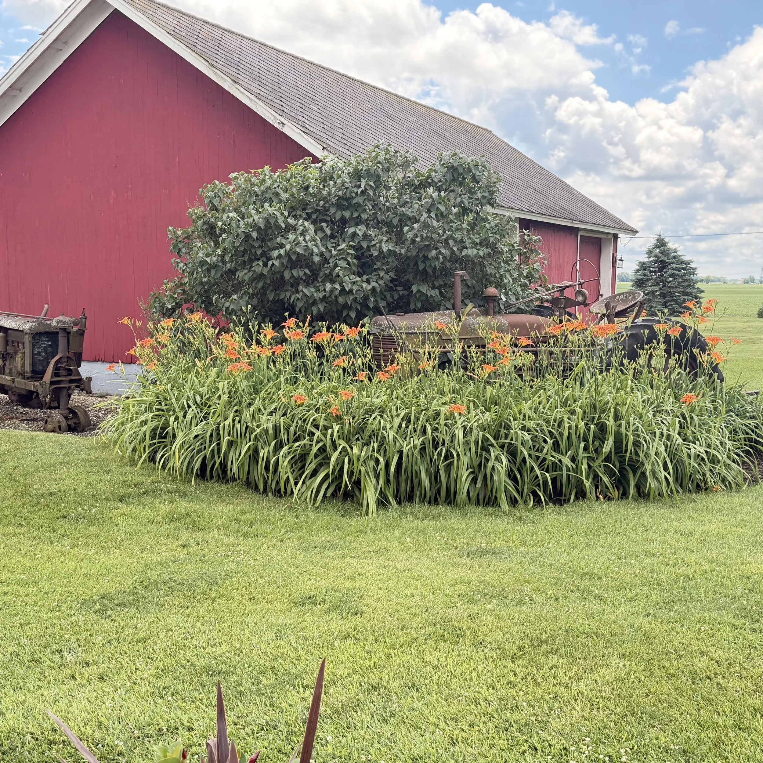 A red barn with a gray roof, surrounded by green plants and orange flowers, with a cloudy sky in the background. Old tractor on Gilted Edge Winery