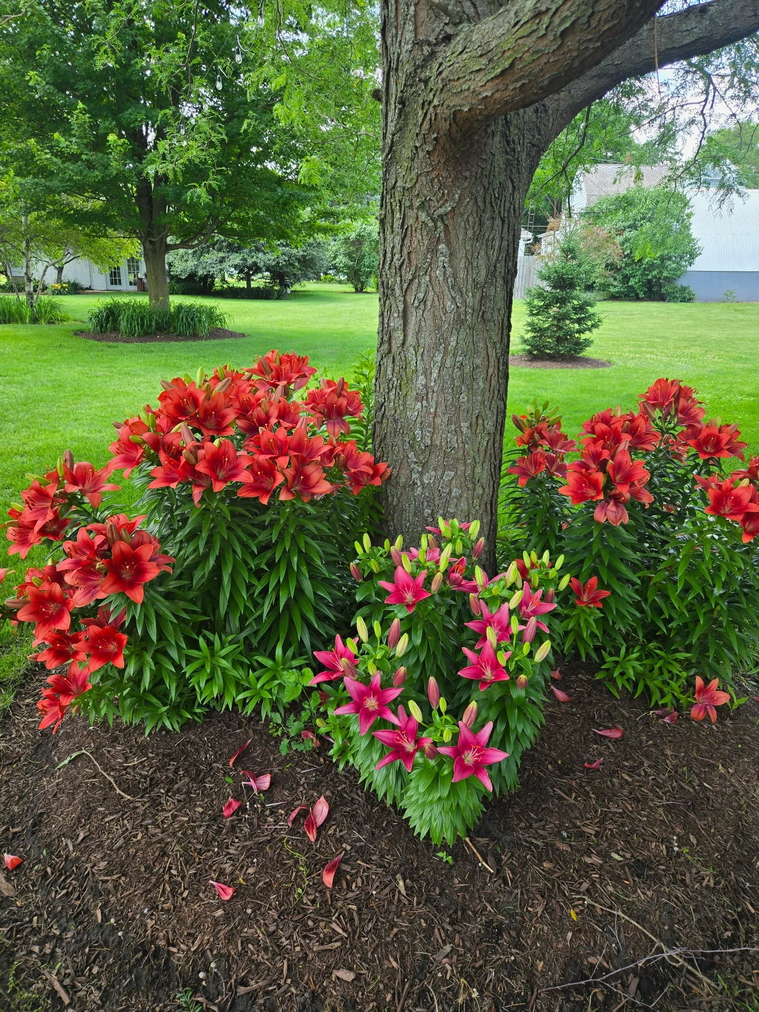 Colorful pink and red trumpet-shaped lilies blooming in a garden with a large tree trunk, lush green grass, and trees in the background.