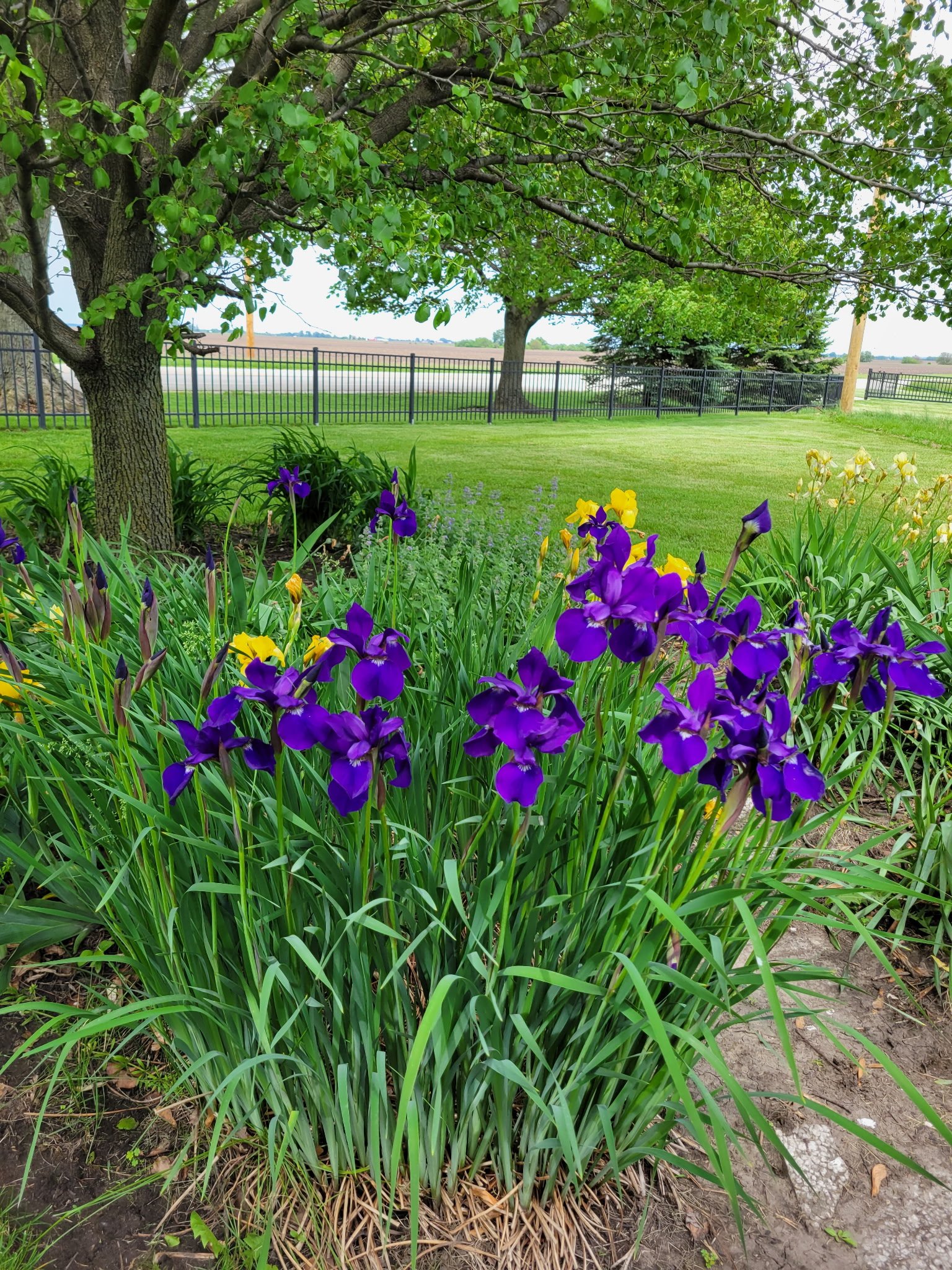 Purple and yellow irises blooming in a garden bed with a large tree, a grassy yard, and a black metal fence in the background.