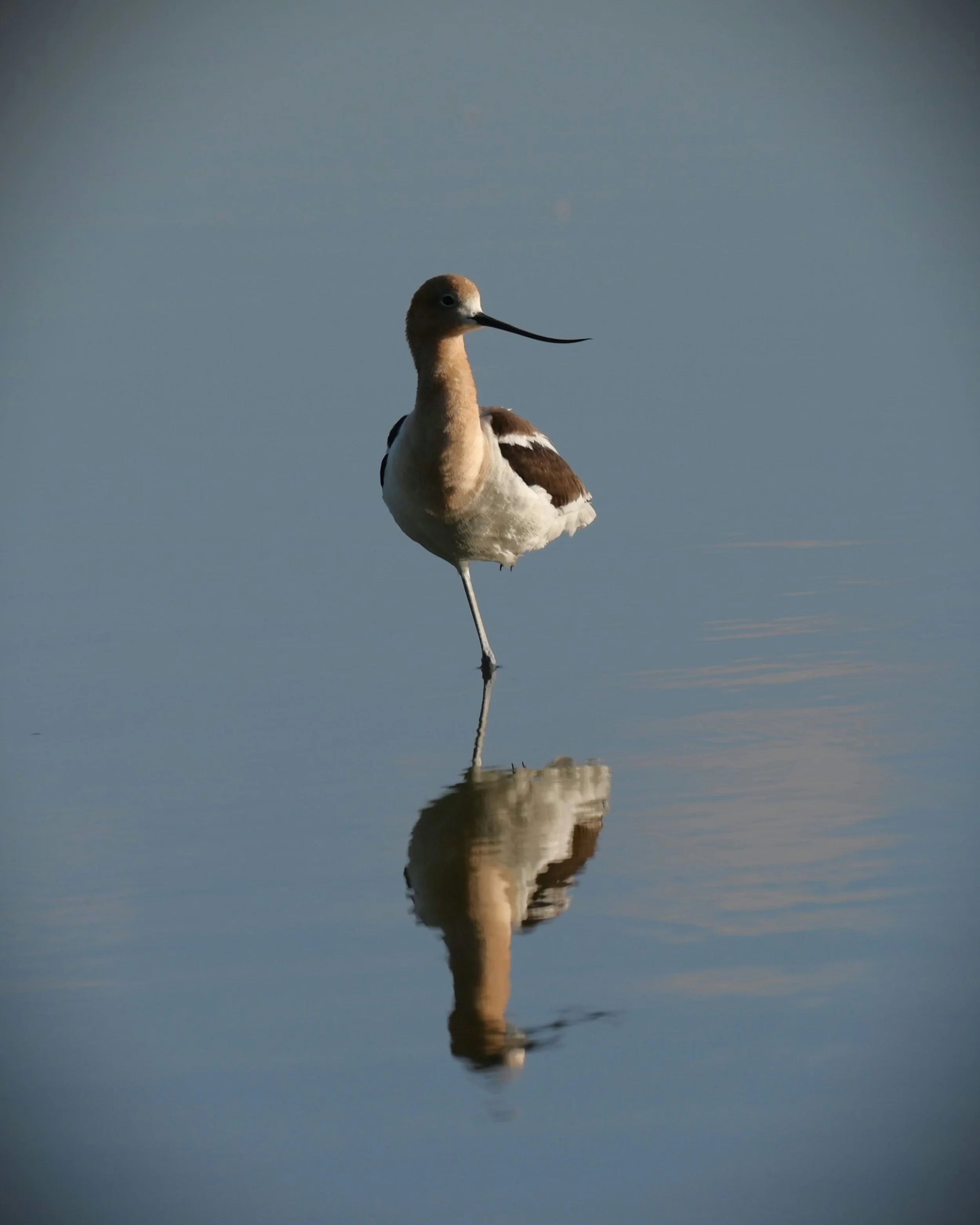 A long-billed bird stands on one leg in a body of calm water, with its reflection visible beneath it.