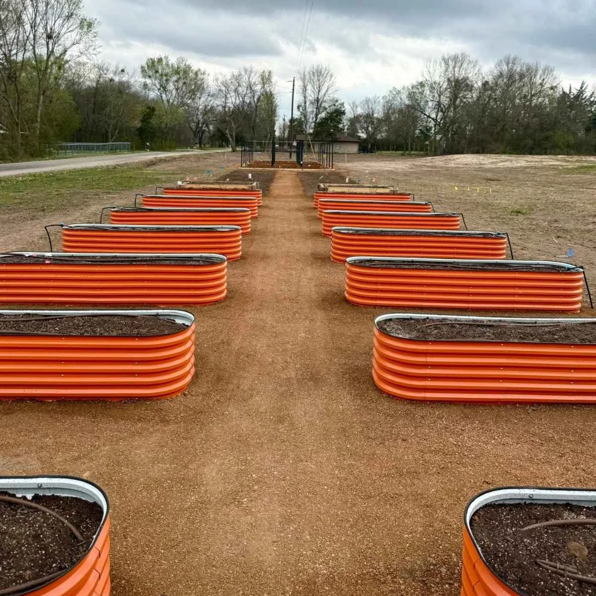 Construction site with orange plastic barriers lining a dirt pathway after irrigation system installation.