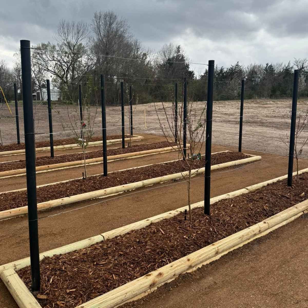 Empty garden beds with young trees and black metal stakes in a yard on a cloudy day after irrigations system installation.