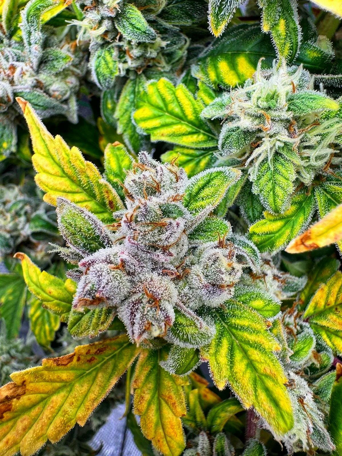 Gefrorene Cannabis-Pflanzen mit grün-gelben Blättern und blühenden Buds, bedeckt mit Frost.