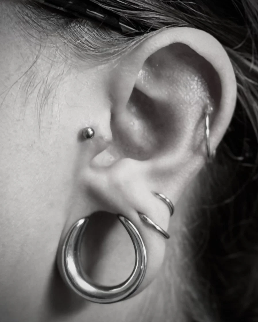 Close-up of a person's ear with multiple piercings including a large hoop in the earlobe, a small hoop in the helix, a small ball piercing above the earlobe, and a small spike in the tragus.
