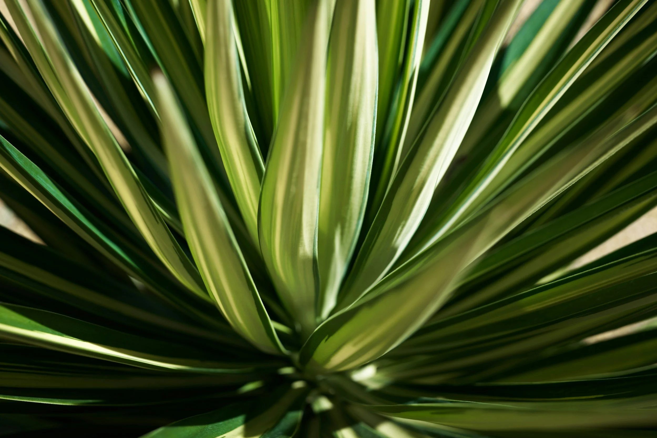 Close-up of green and yellow striped plant leaves radiating outward.