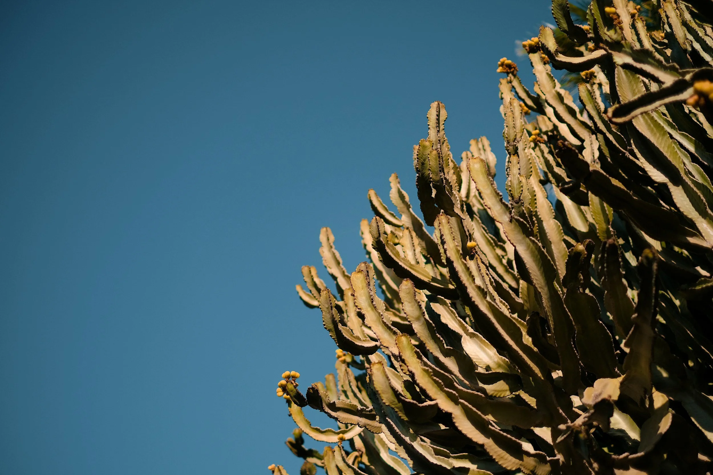 Close-up of a cactus plant with yellow flowers against a clear blue sky.