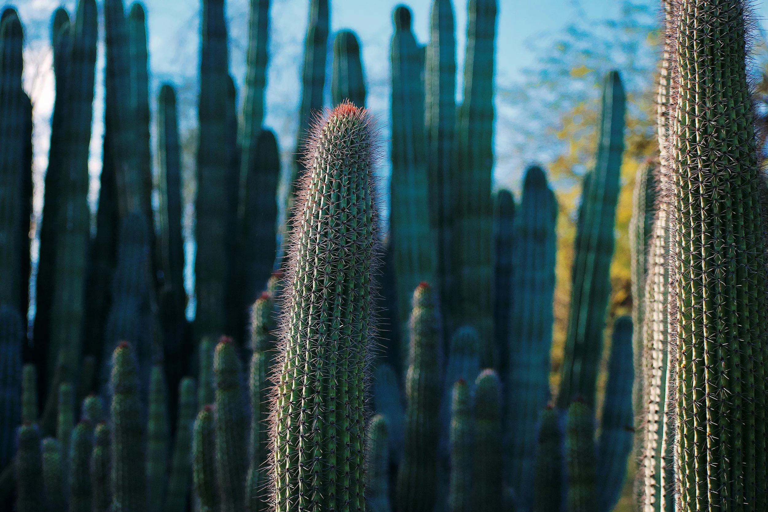 Close-up of a tall cactus with sharp spines, surrounded by other cacti in a desert landscape, with a blurred background of more cacti and trees.