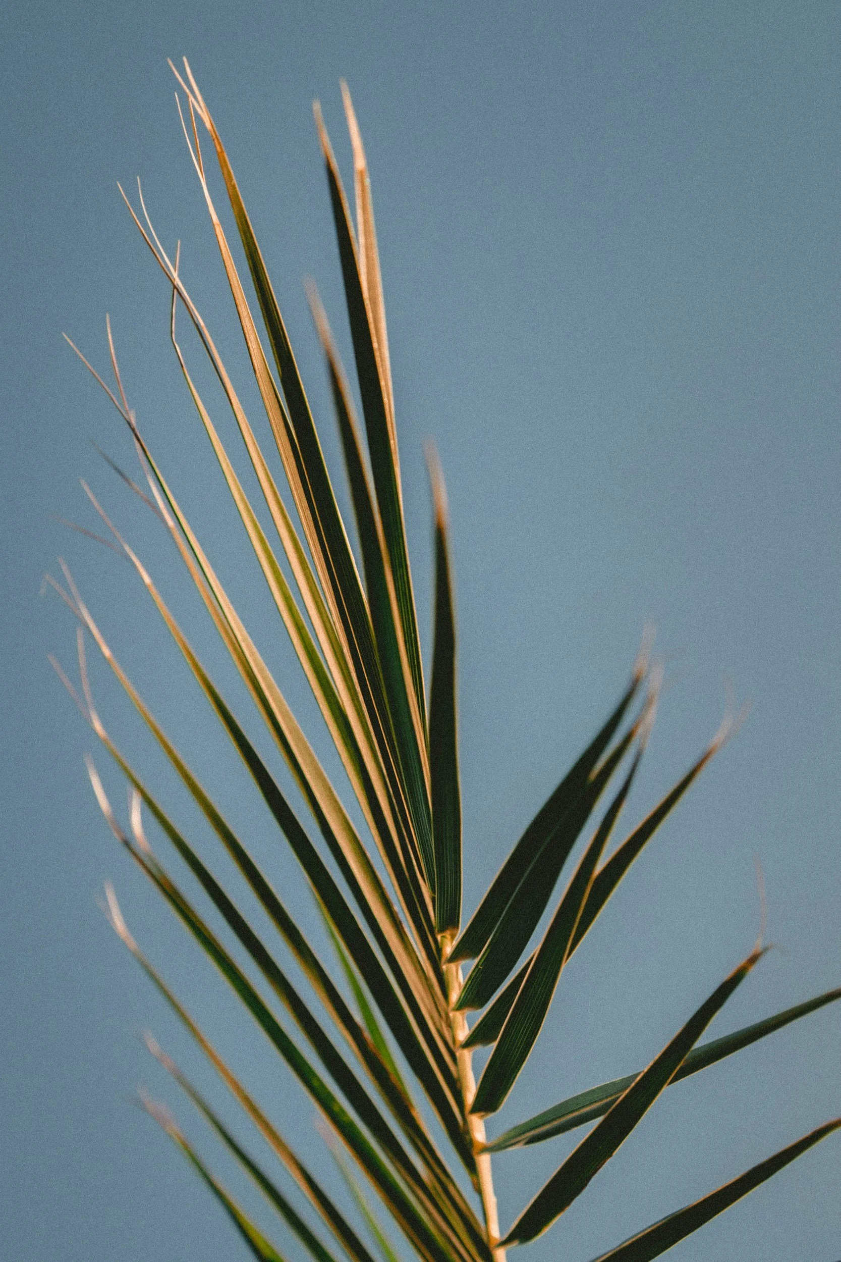 Close-up of a green palm leaf against a clear blue sky.