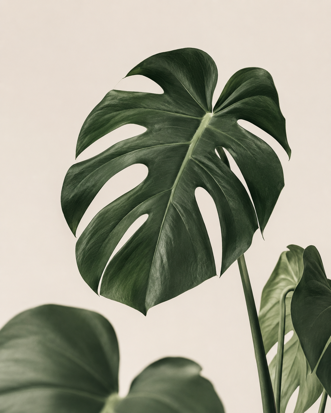 Close-up of a large green Monstera leaves with natural background.