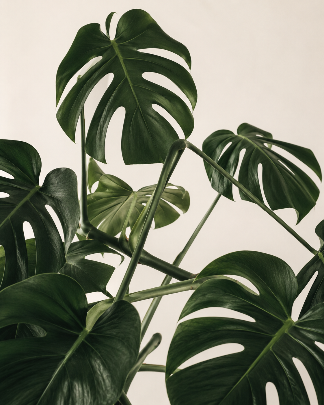 Close-up of lush green Monstera deliciosa leaves with characteristic splits against a plain light background.