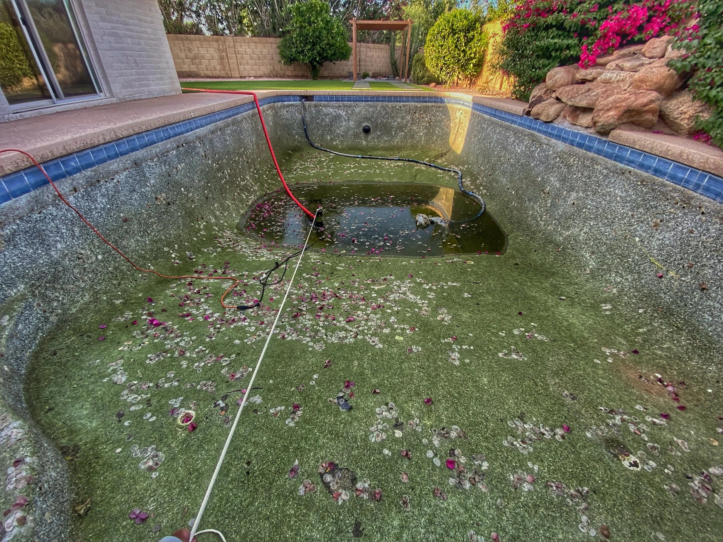 Empty backyard swimming pool with algae and debris, including pink flower petals, with pool cleaning equipment inside; surrounding patio, green grass, trees, and flowering bushes.