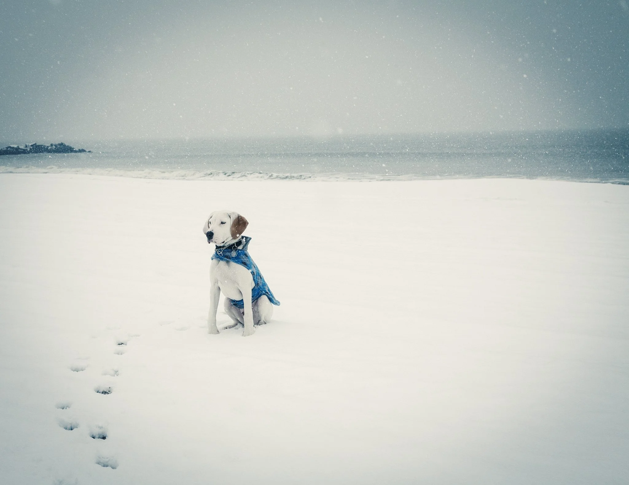 ROCKAWAY-BEACH-PUPPY-MICHAEL-RUDIN.jpg