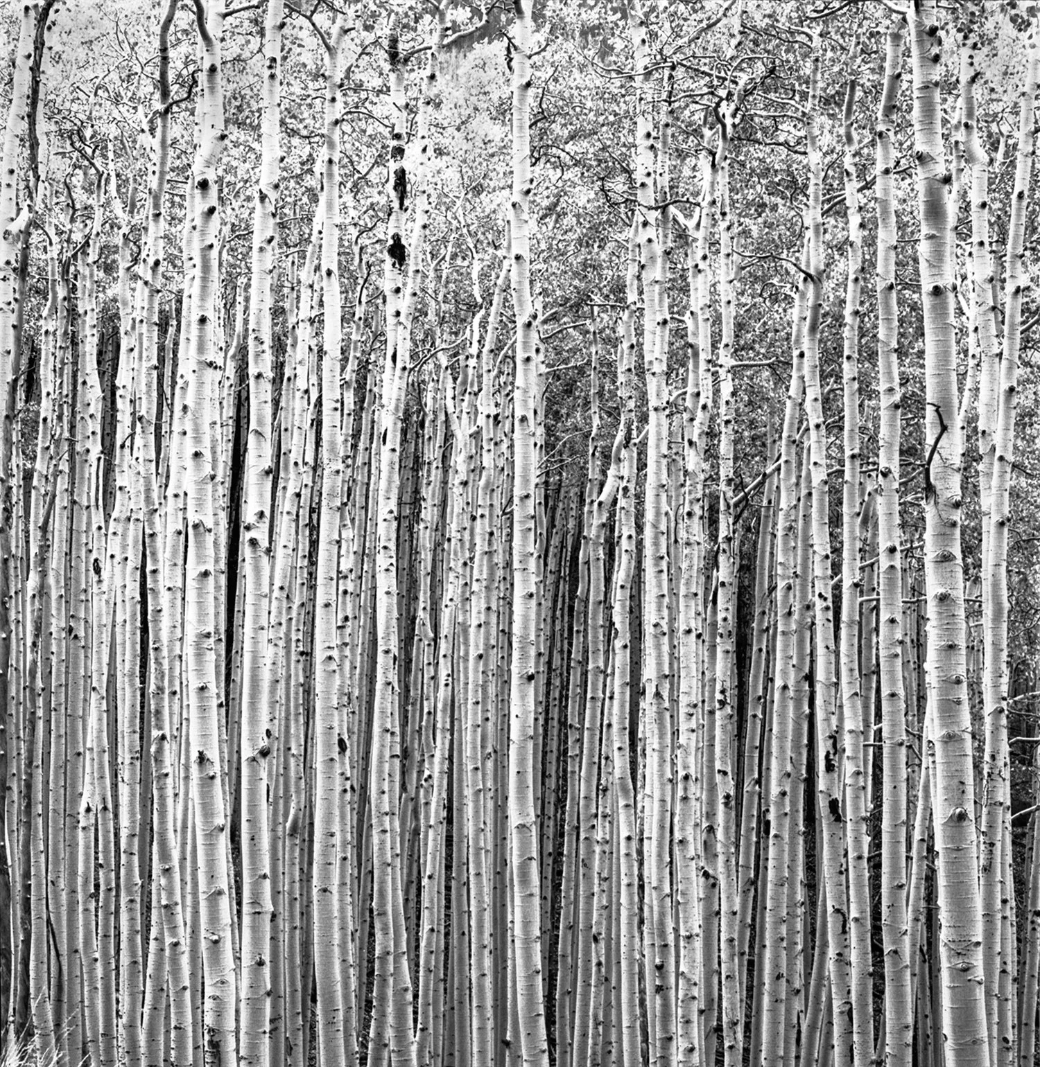 Aspen-Grove-Michael-rudin.jpg